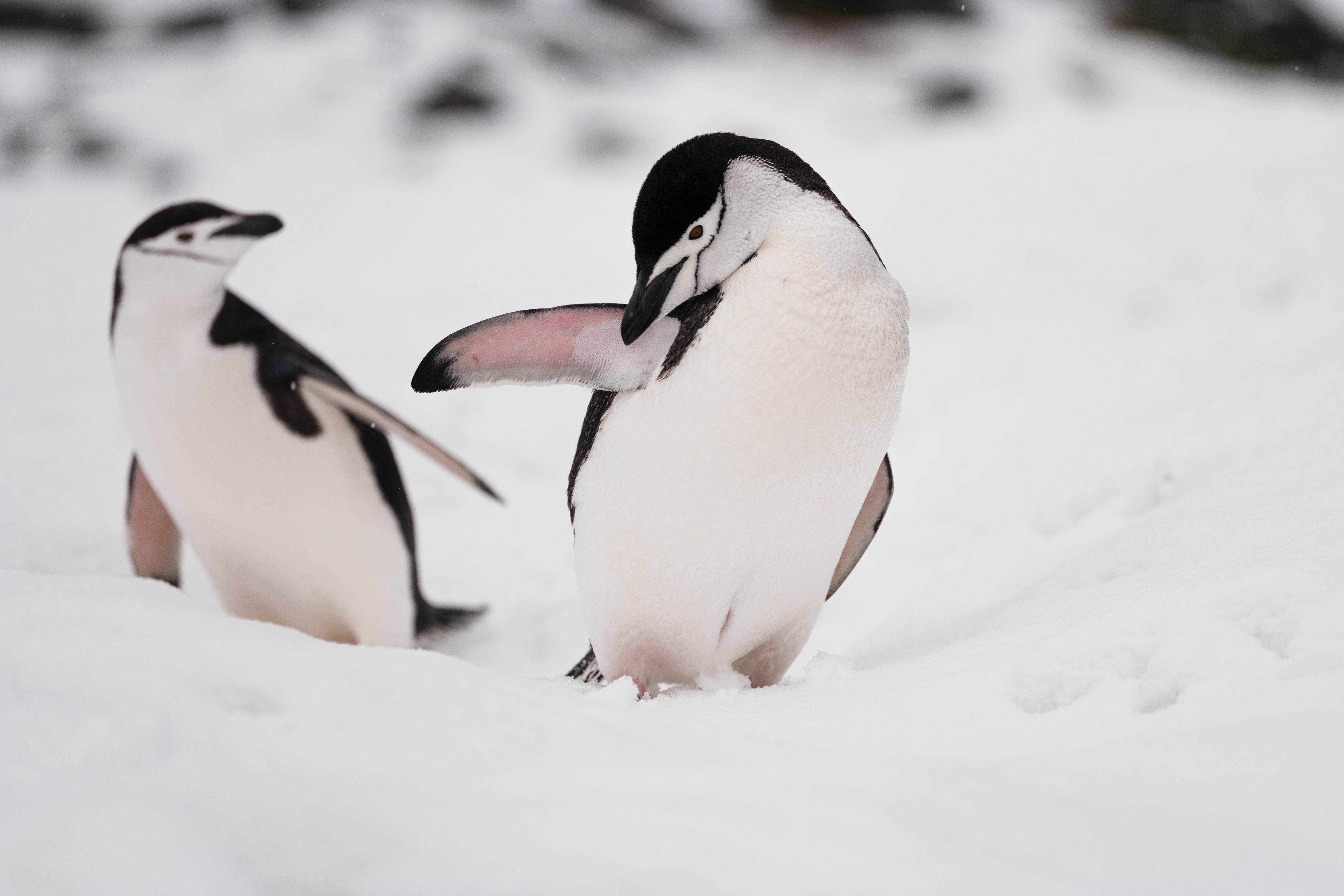 Chinstrap Penguin Pair - Antarctic Snow Wildlife Photography