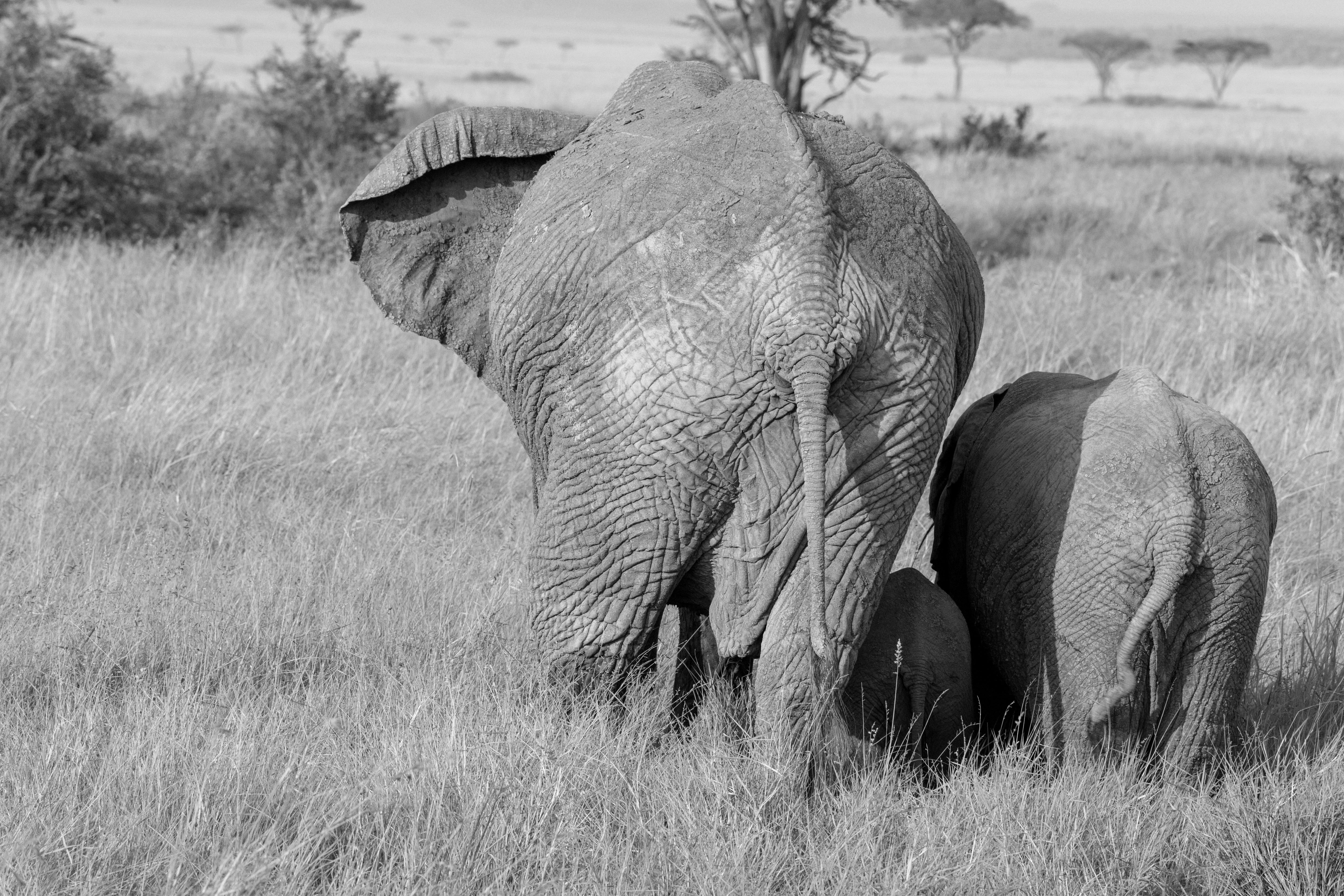 Elephant and Calf - Serengeti Black and White Wildlife Photography