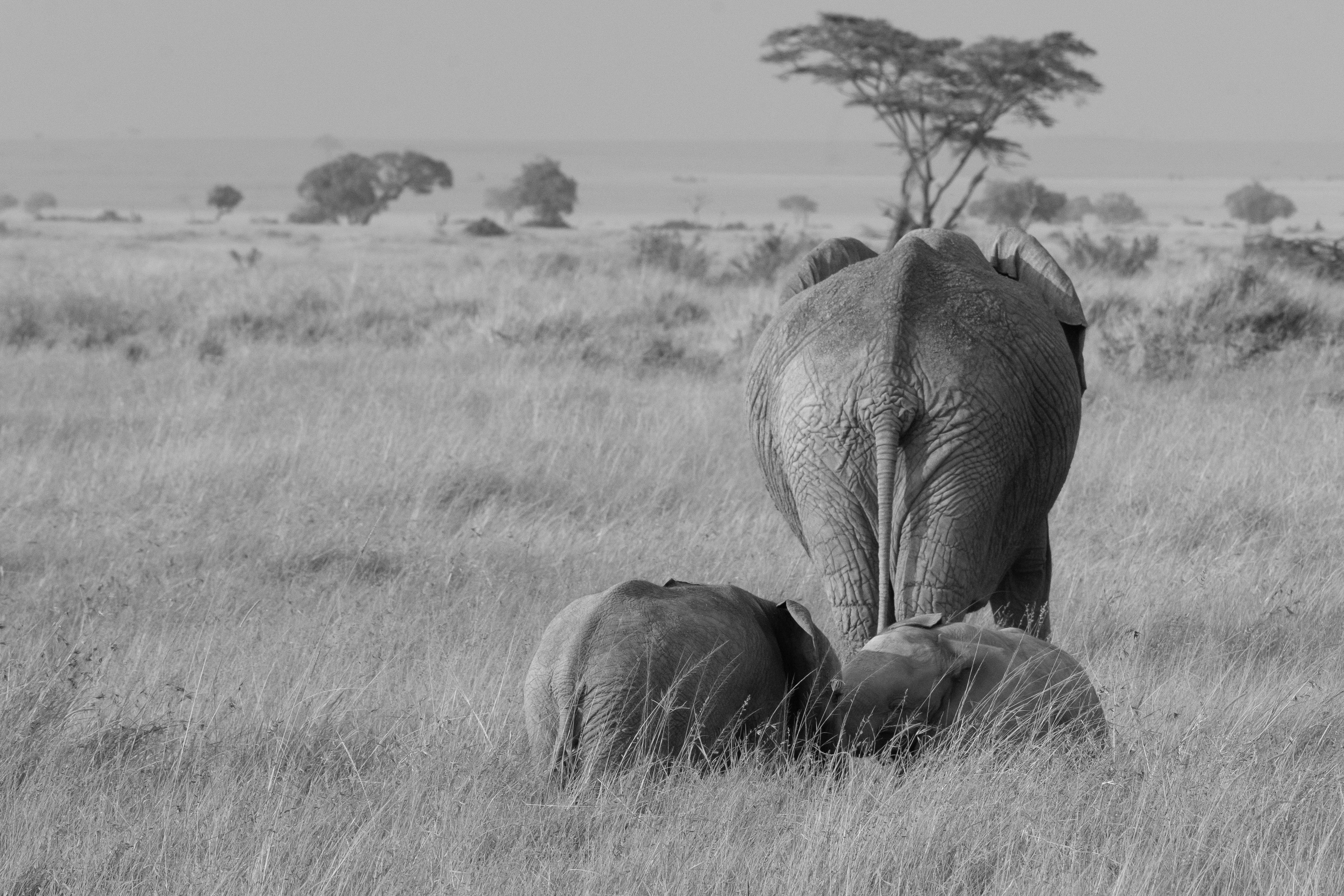 African Elephant Close-Up - Safari Wildlife Photography