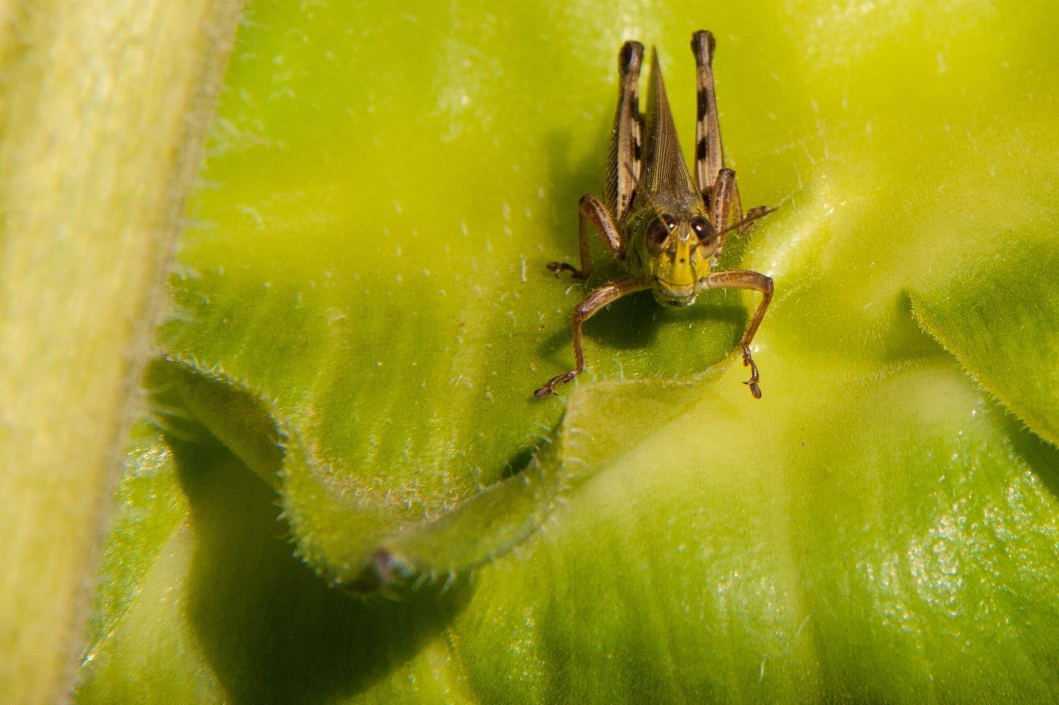 Grasshopper in a Sunflower - Macro Nature Photography