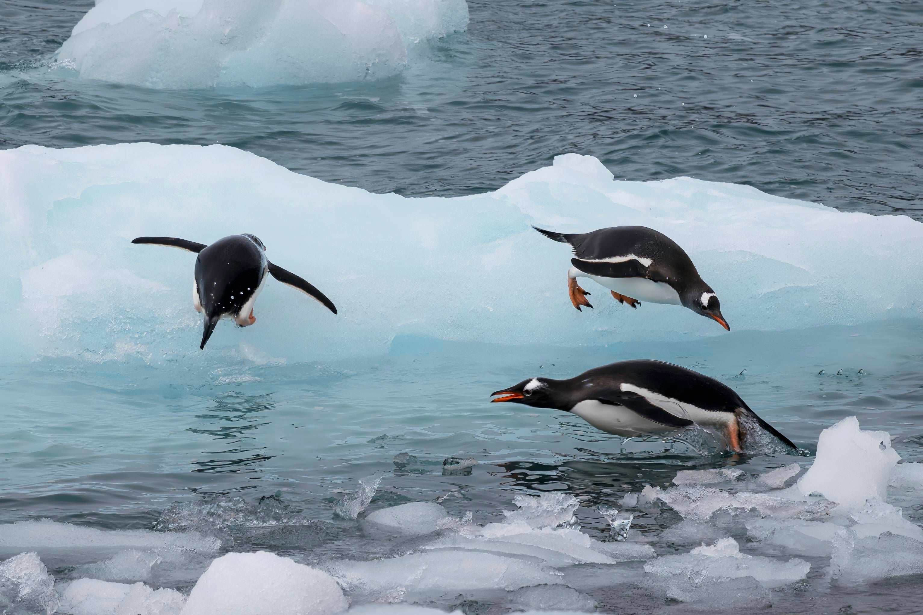 Gentoo Penguins Leaping an Iceberg - Antarctic Wildlife Photography
