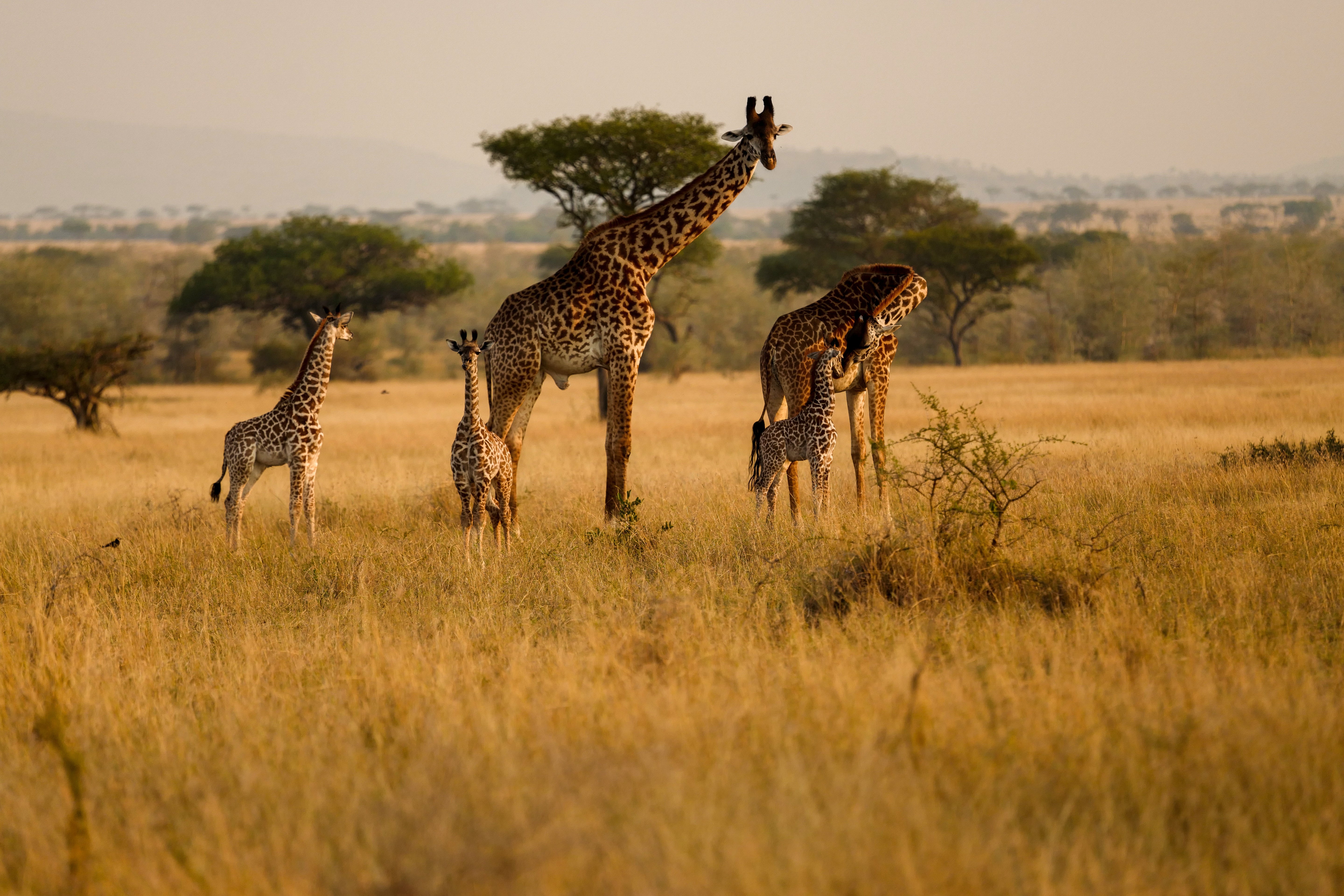 Giraffe Family on the Serengeti - Warm Light Wildlife Photography