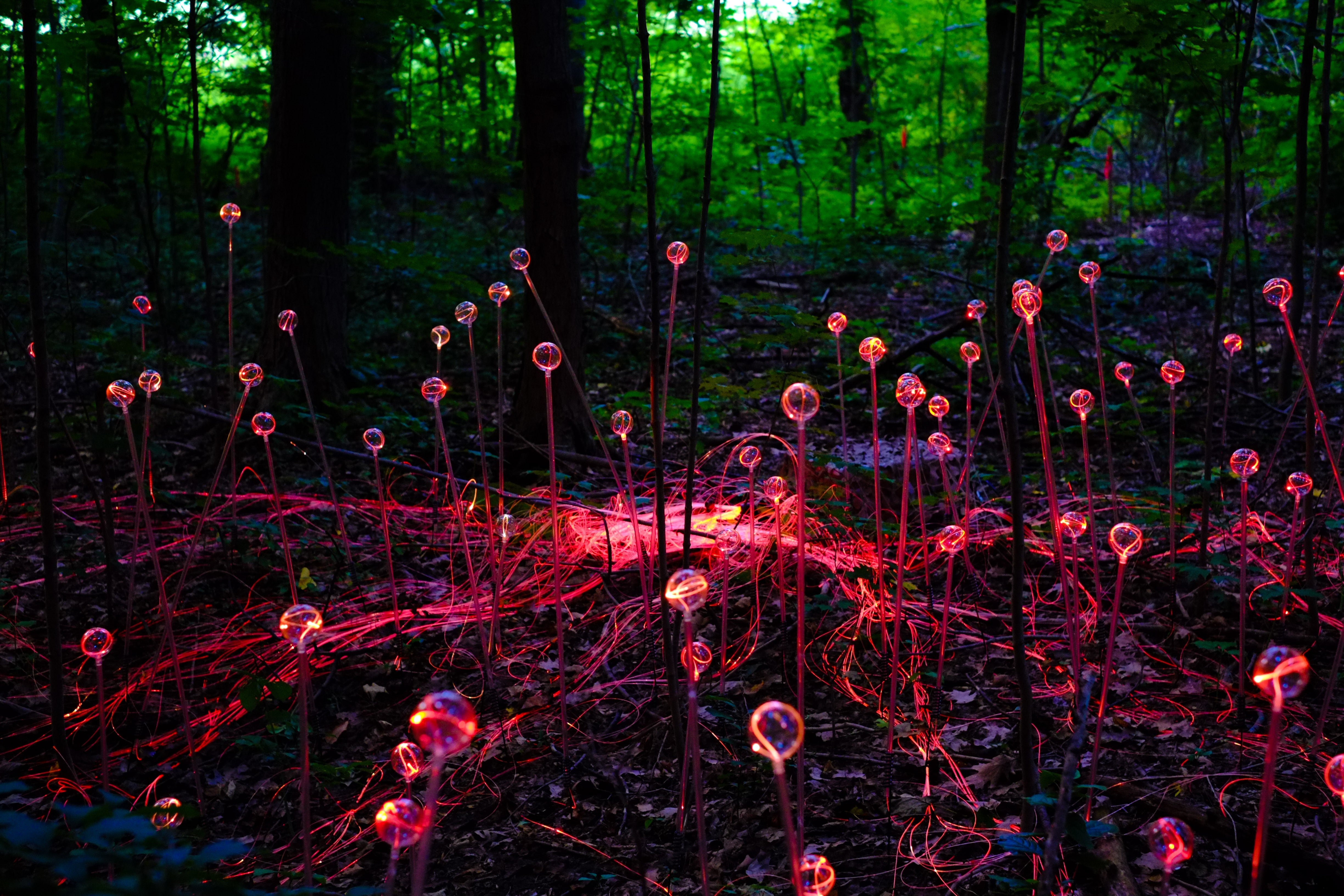 Glowing Bulbs Forest Installation - Dusk Light Art Photography