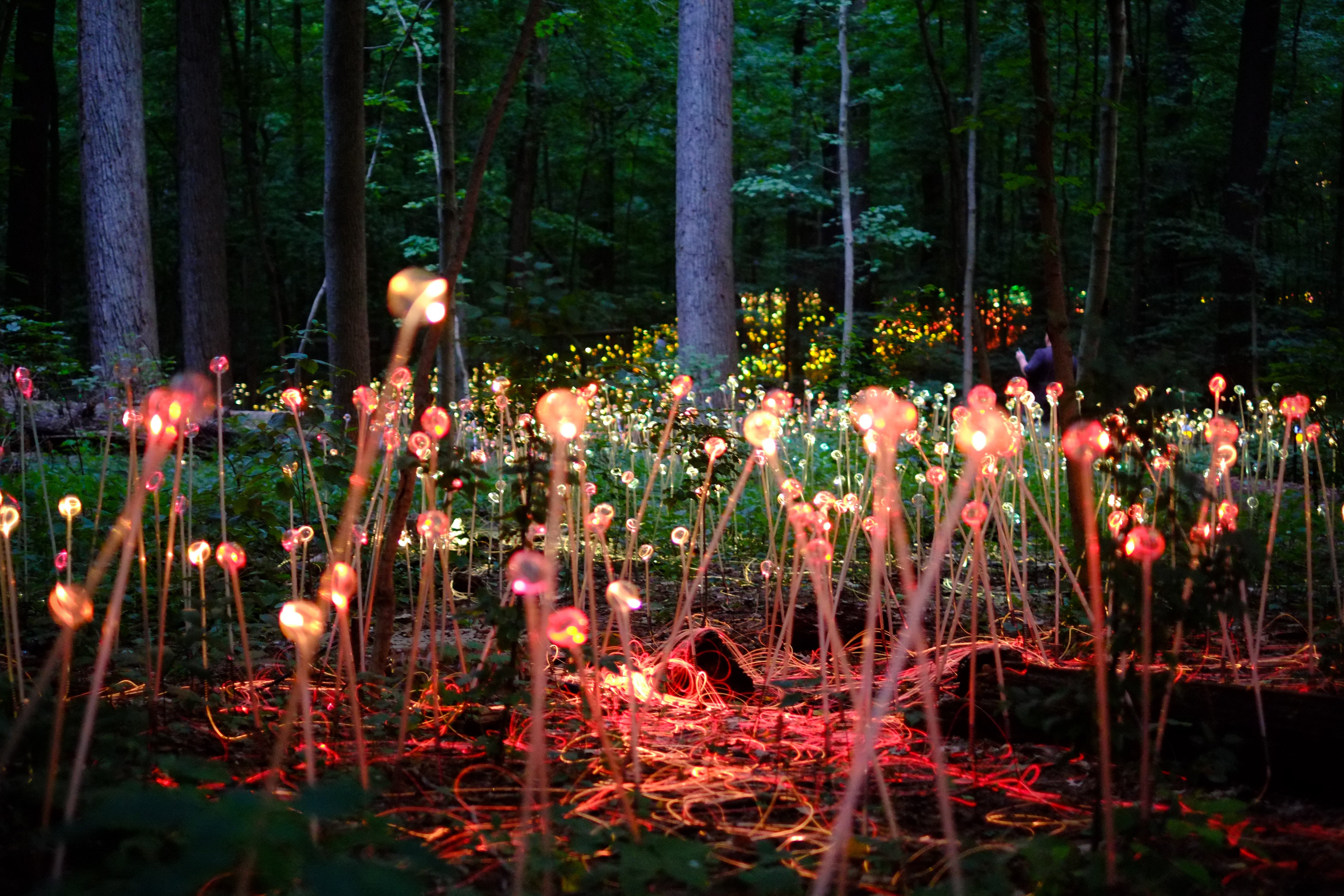 Glowing Garden Light Installation - Forest Twilight Photography