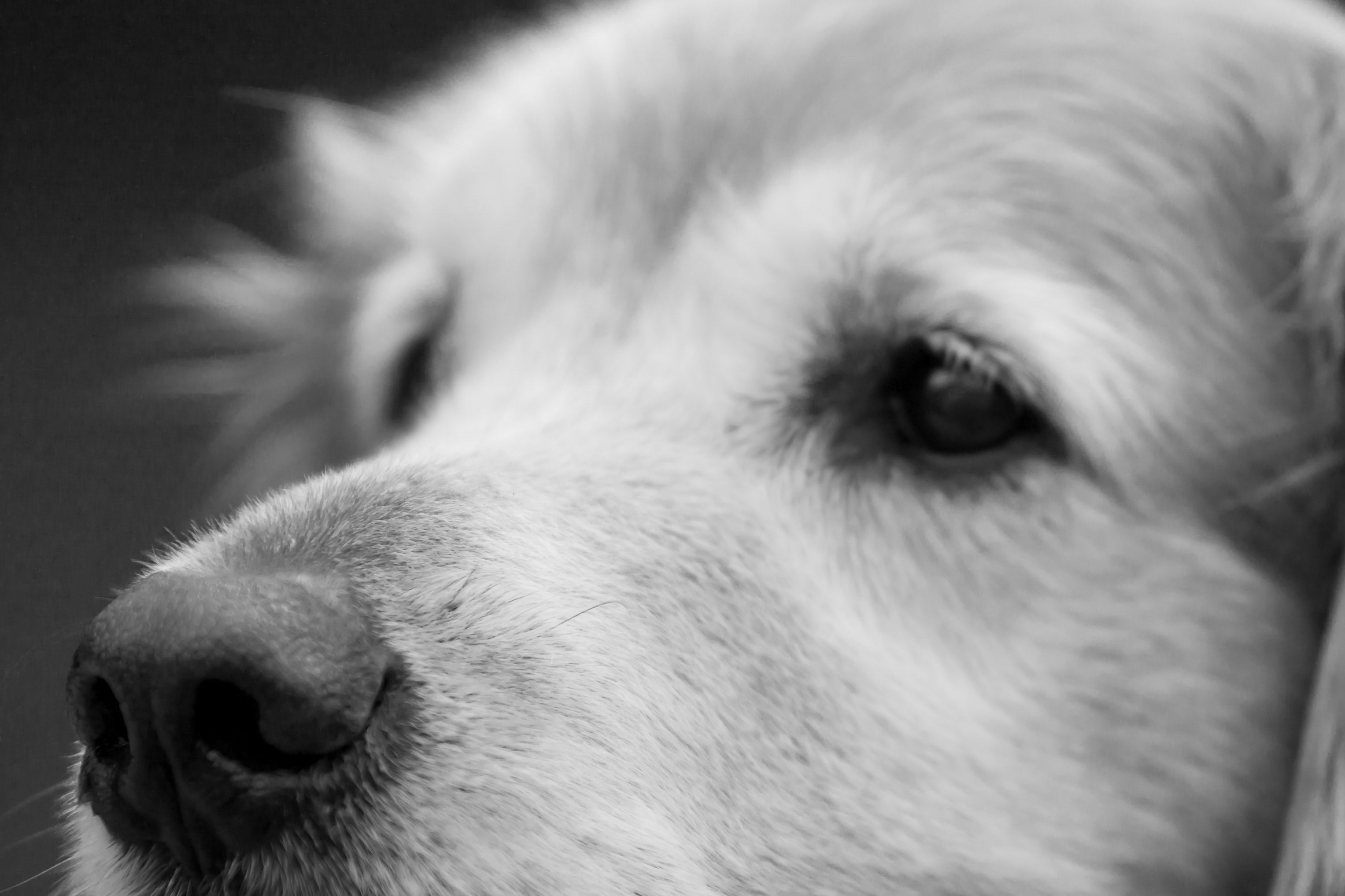 Golden Retriever Portrait - Black and White Dog Photography