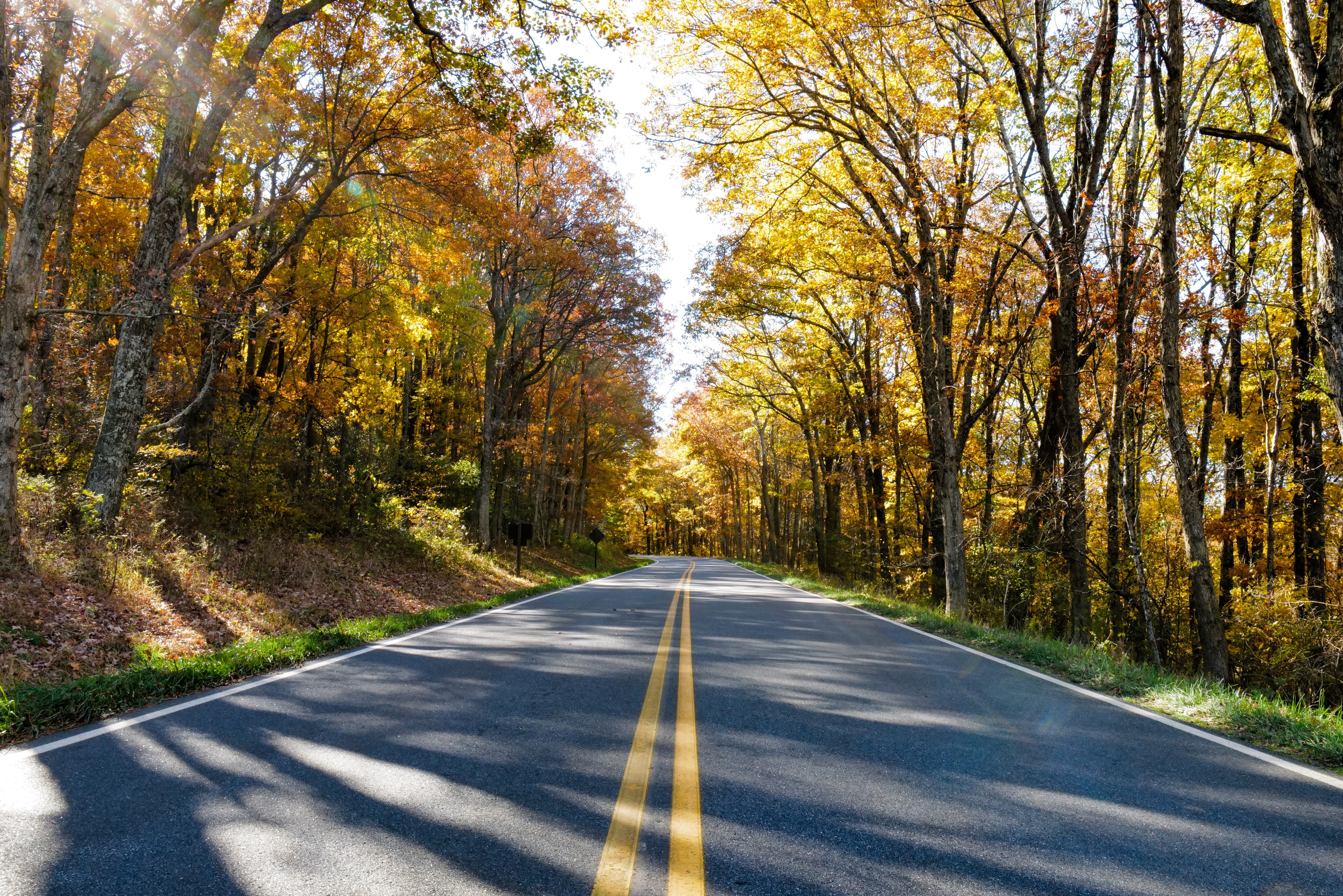 Golden Tunnel Skyline Drive - Shenandoah Autumn Landscape Photography