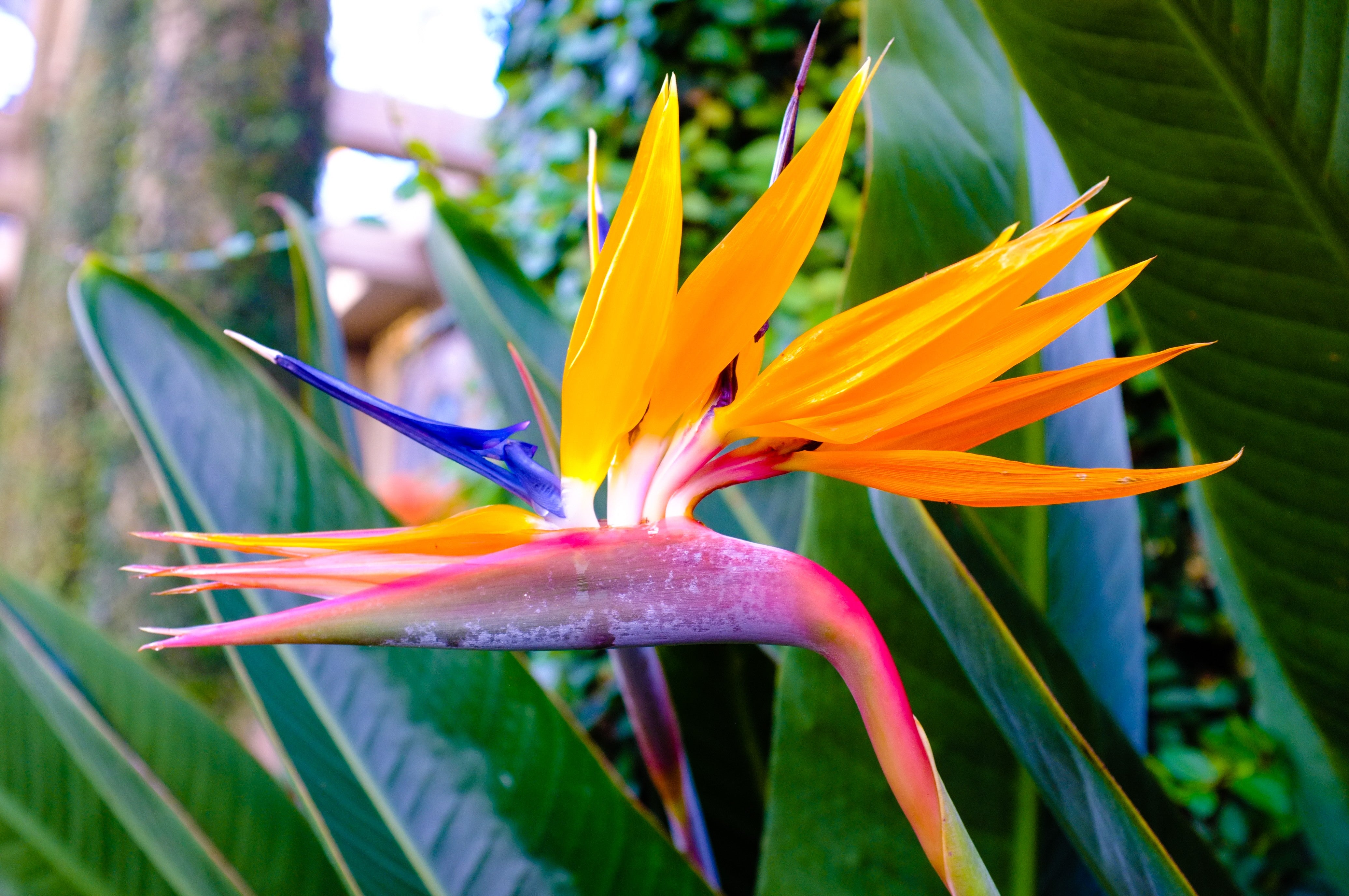 Bird of Paradise Flower - Exotic Tropical Photography