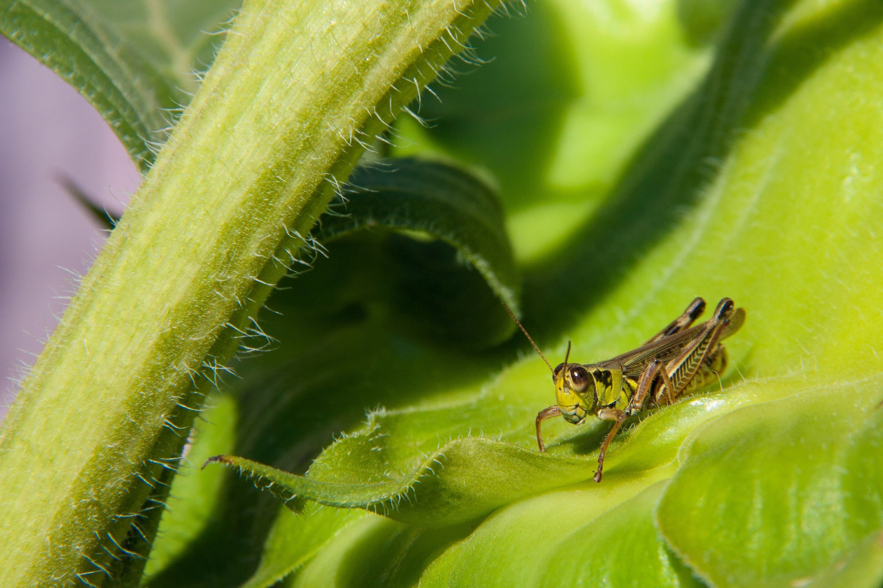 On the Edge Grasshopper Perched on a Sunflower Bud