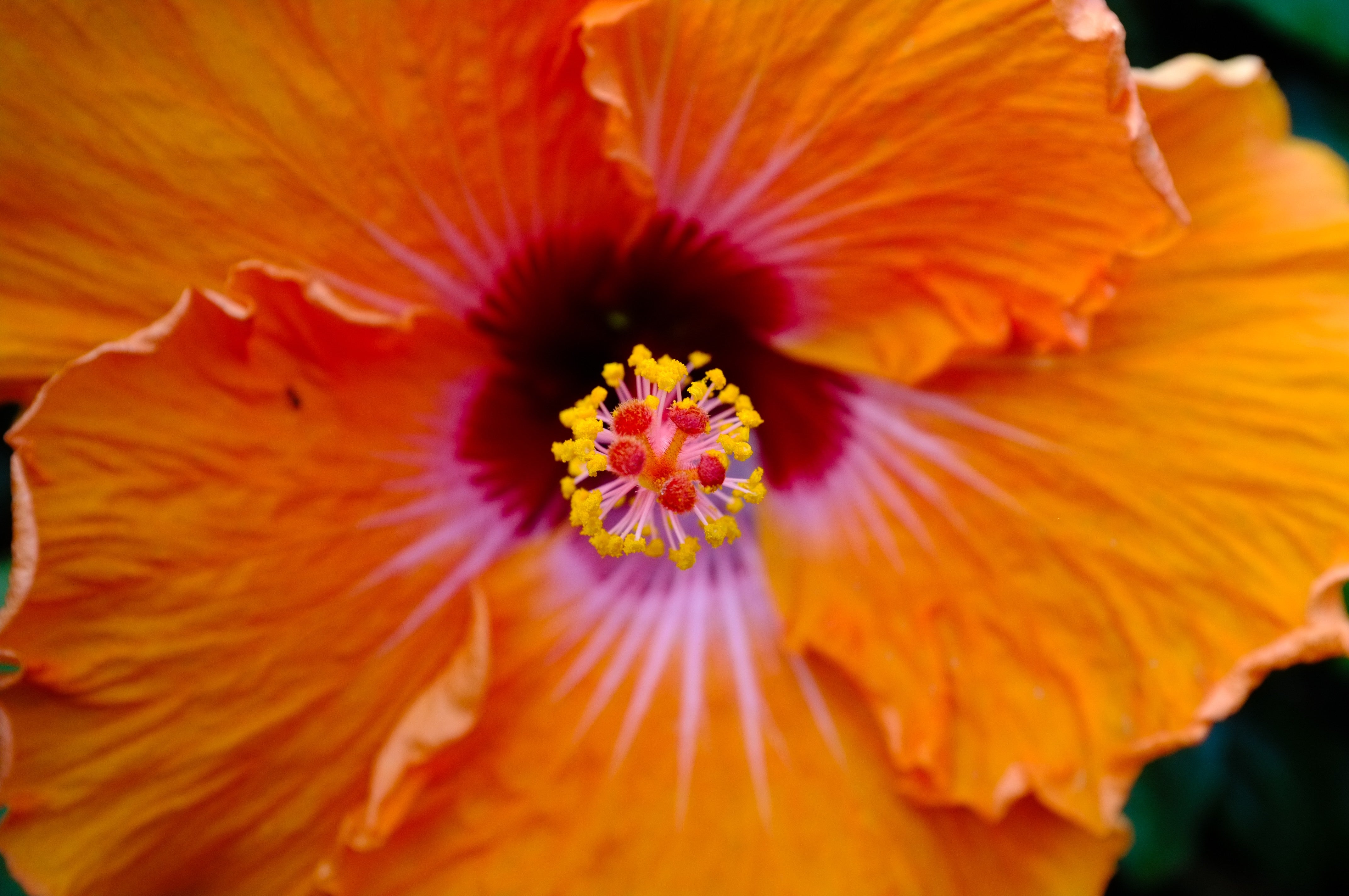 Orange Hibiscus - Tropical Flower Photography