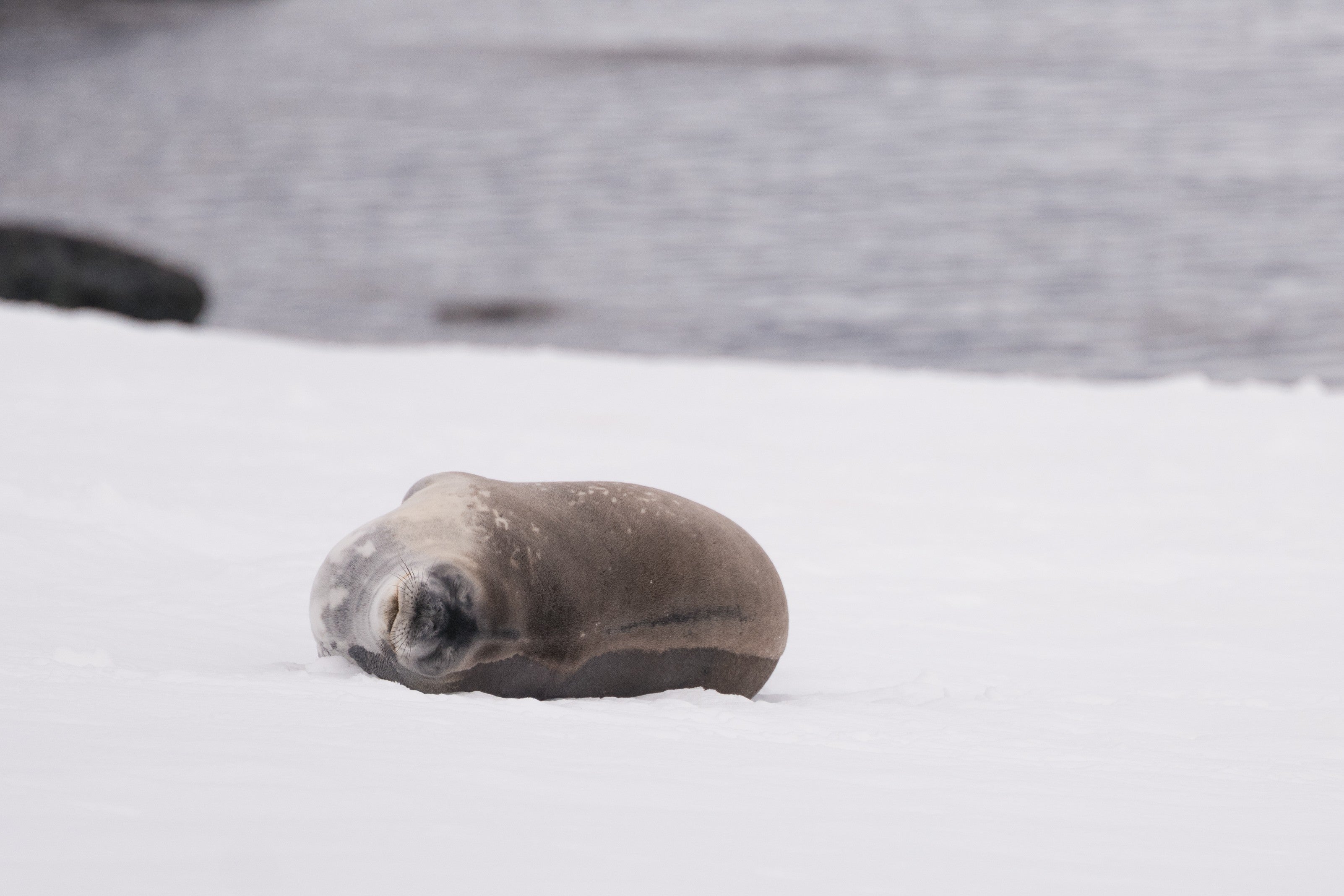Peaceful Giant Weddell Seal Resting on Antarctic Snow