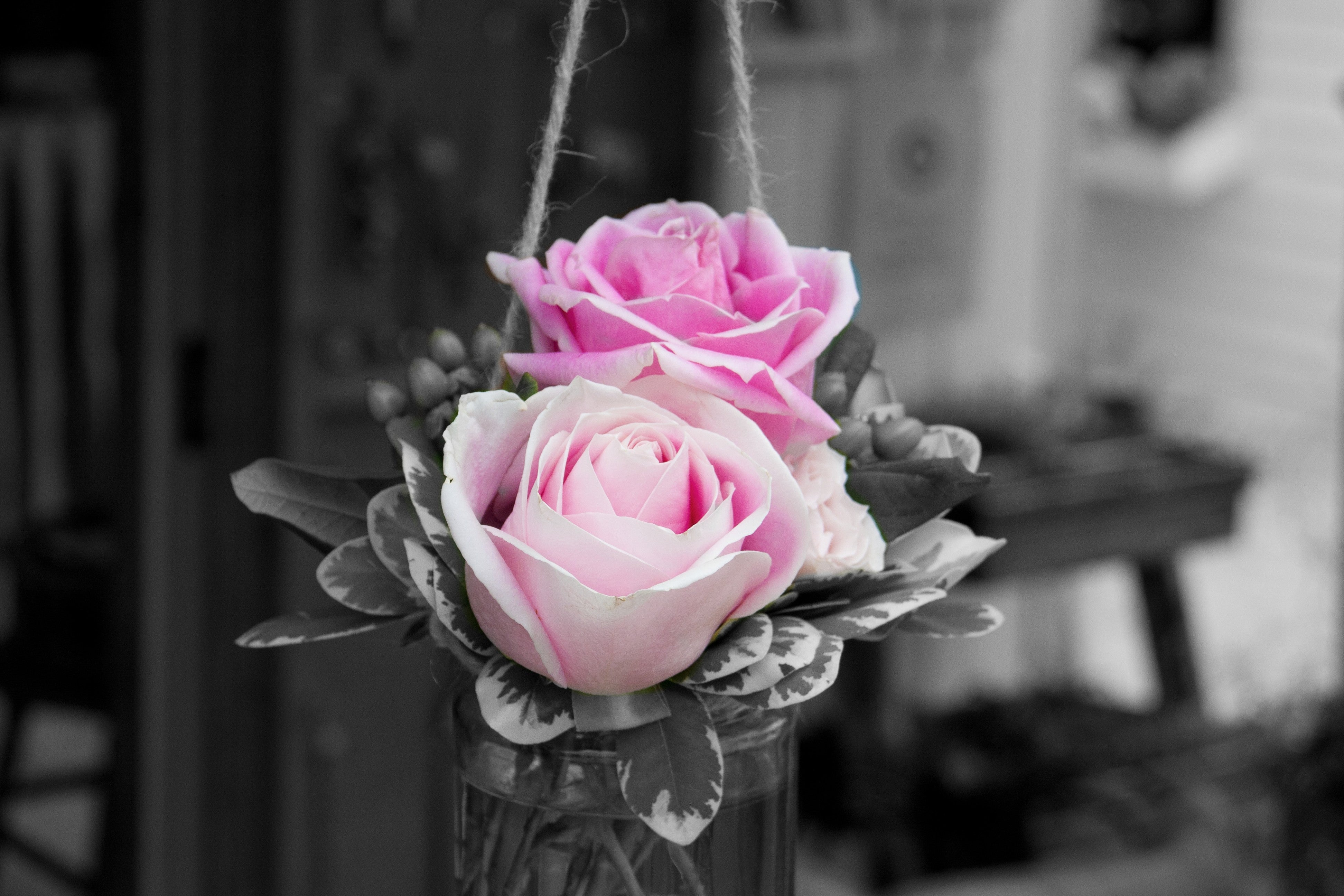 Pink Roses Close-Up - Romantic Flower Photography