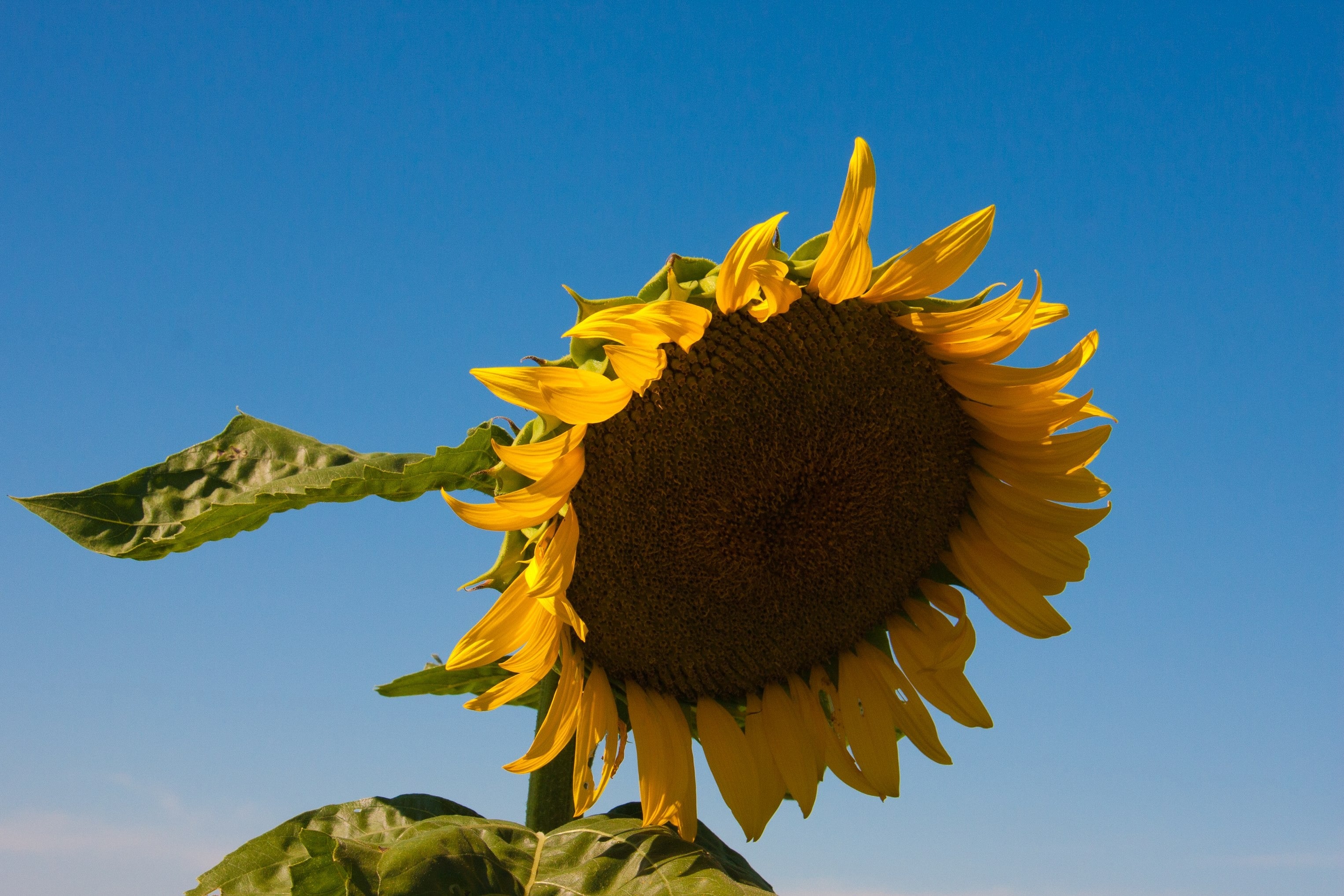Sunflower Field - Bright Yellow Summer Landscape Photography