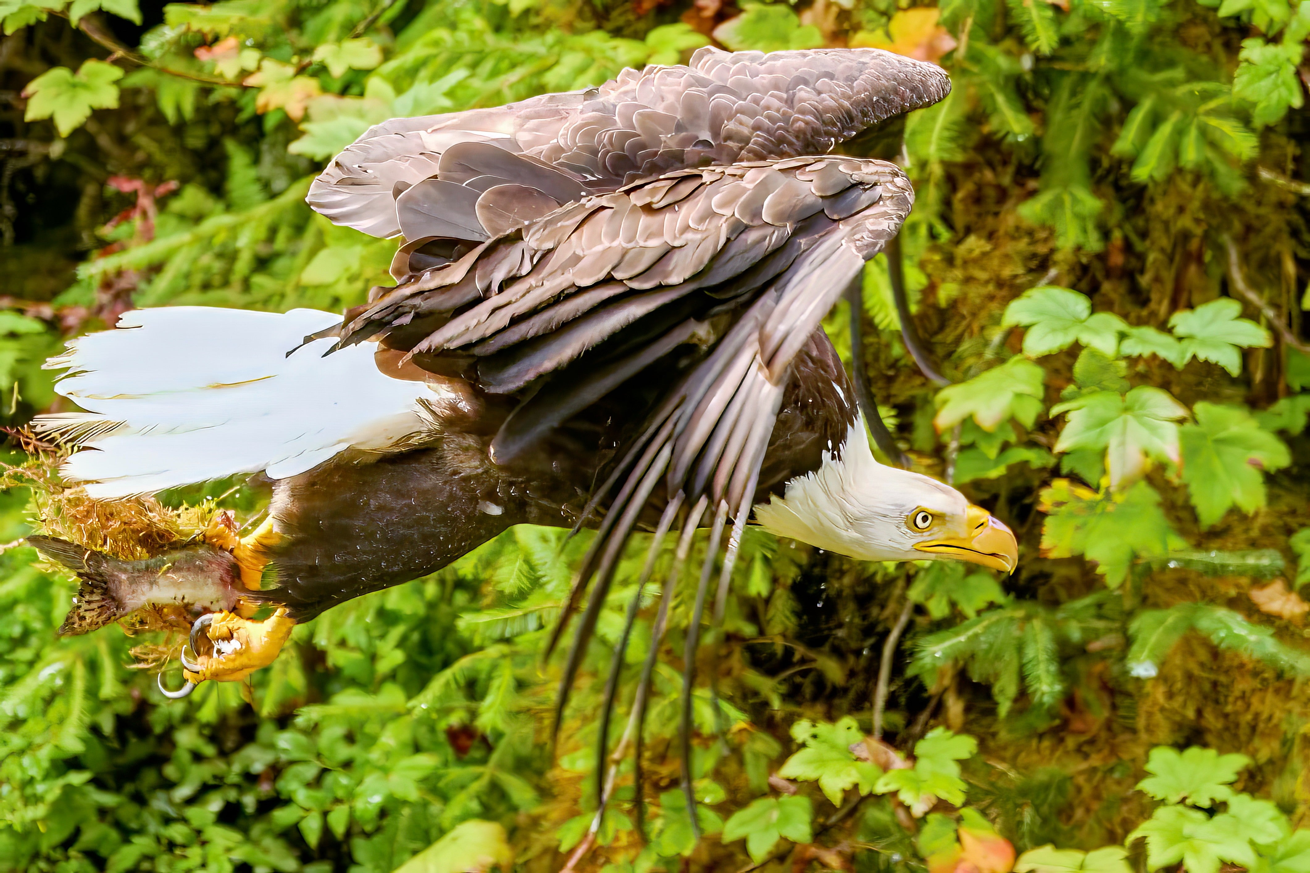 The Catch Bald Eagle with Fresh Prey, Alaska