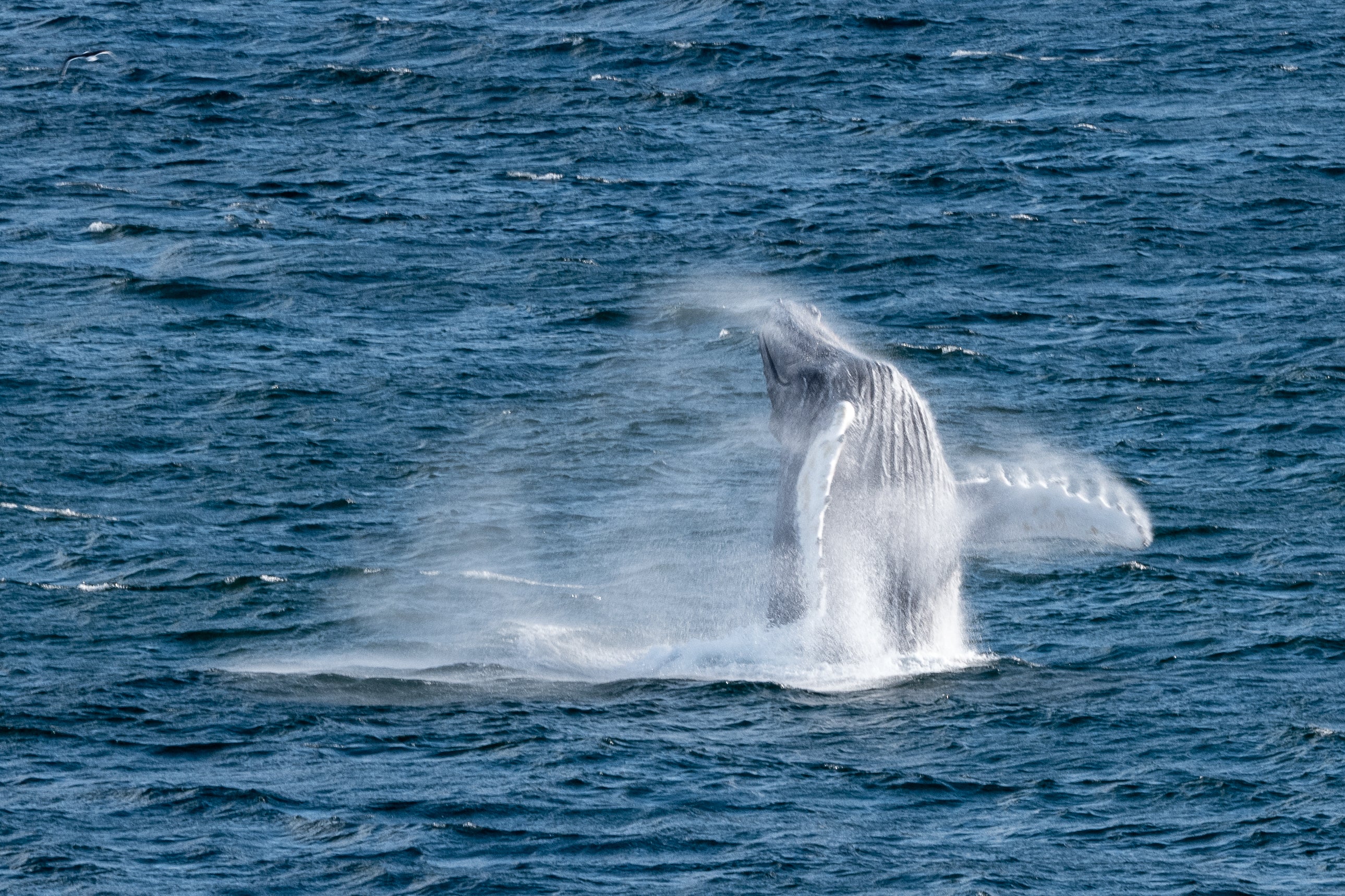 Humpback Whale Breaching - Ocean Wildlife Photography