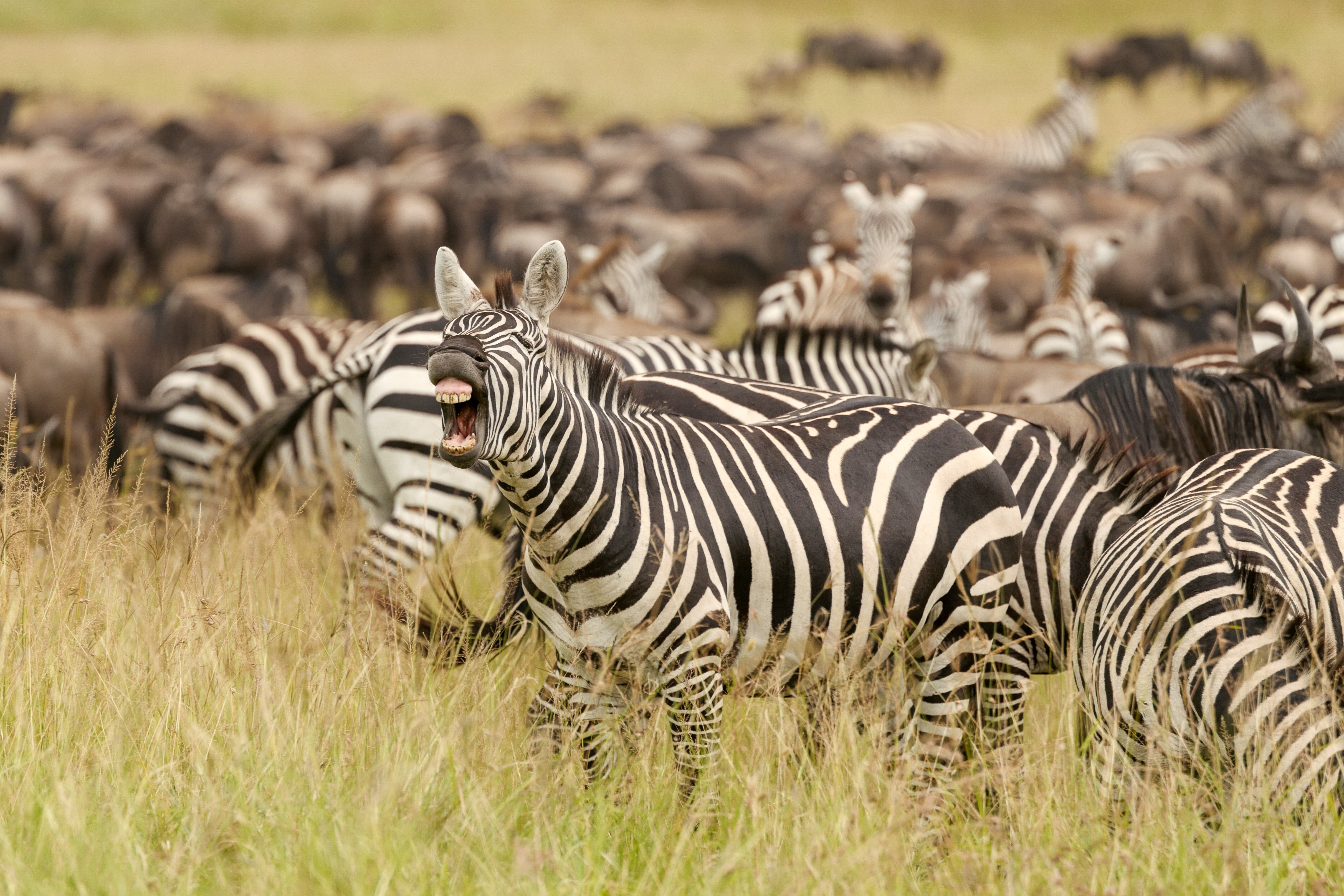 Laughing Zebra - Humorous African Wildlife Photography
