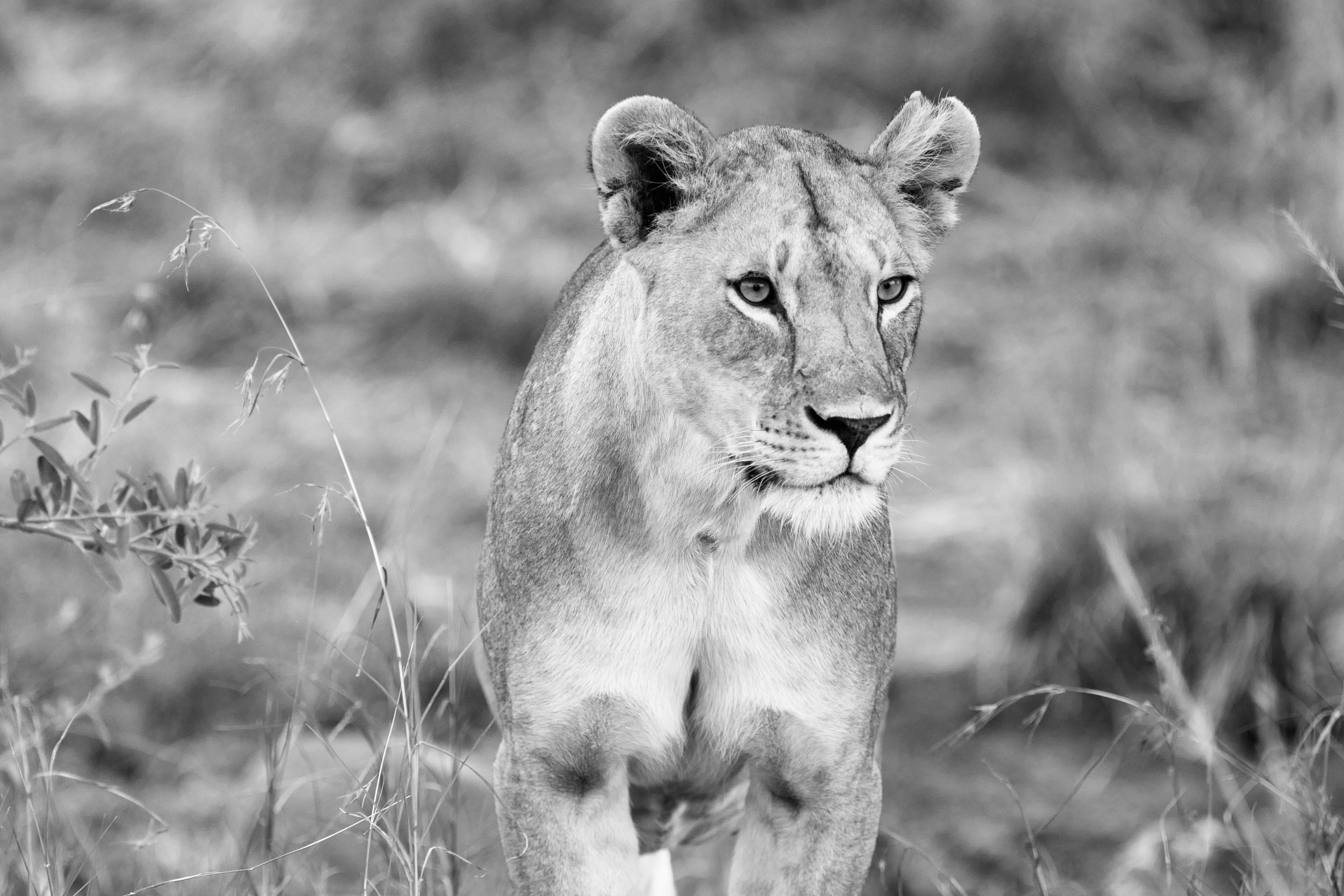 Lioness in Grass - Monochrome Wildlife Photography