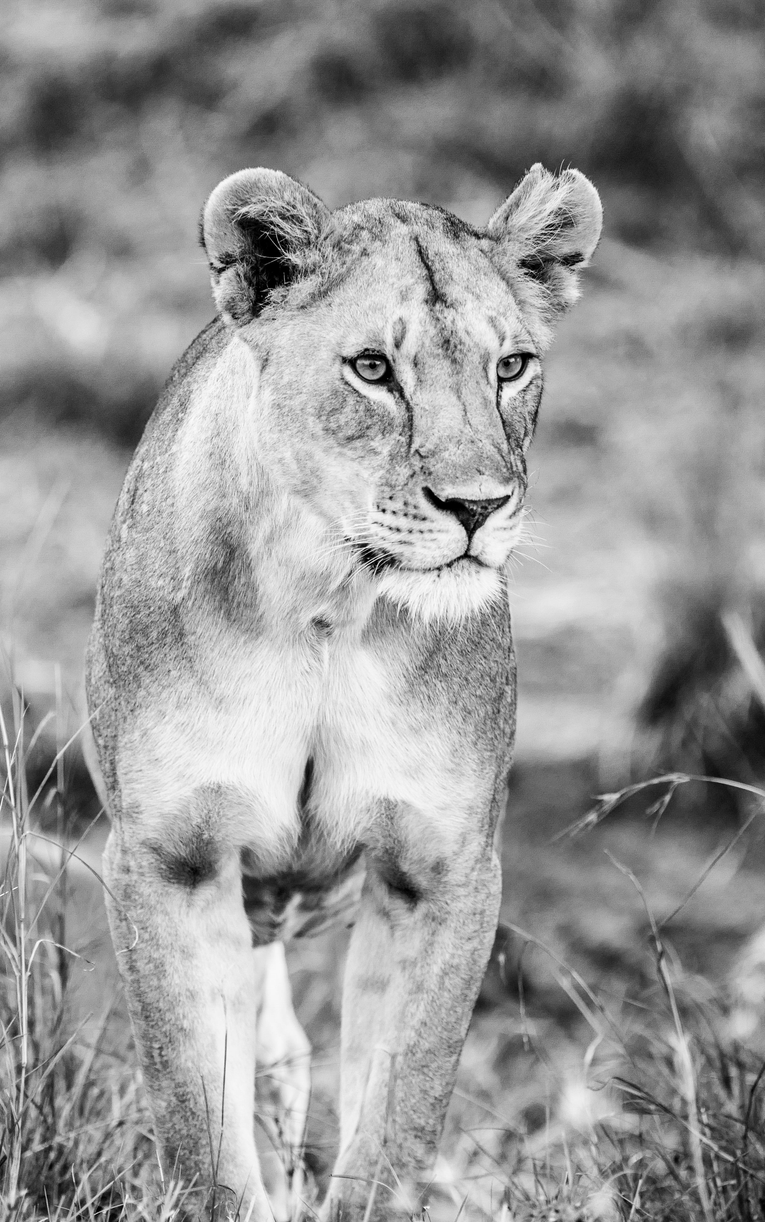 Lioness Standing Portrait - Serengeti Black and White Wildlife Photography