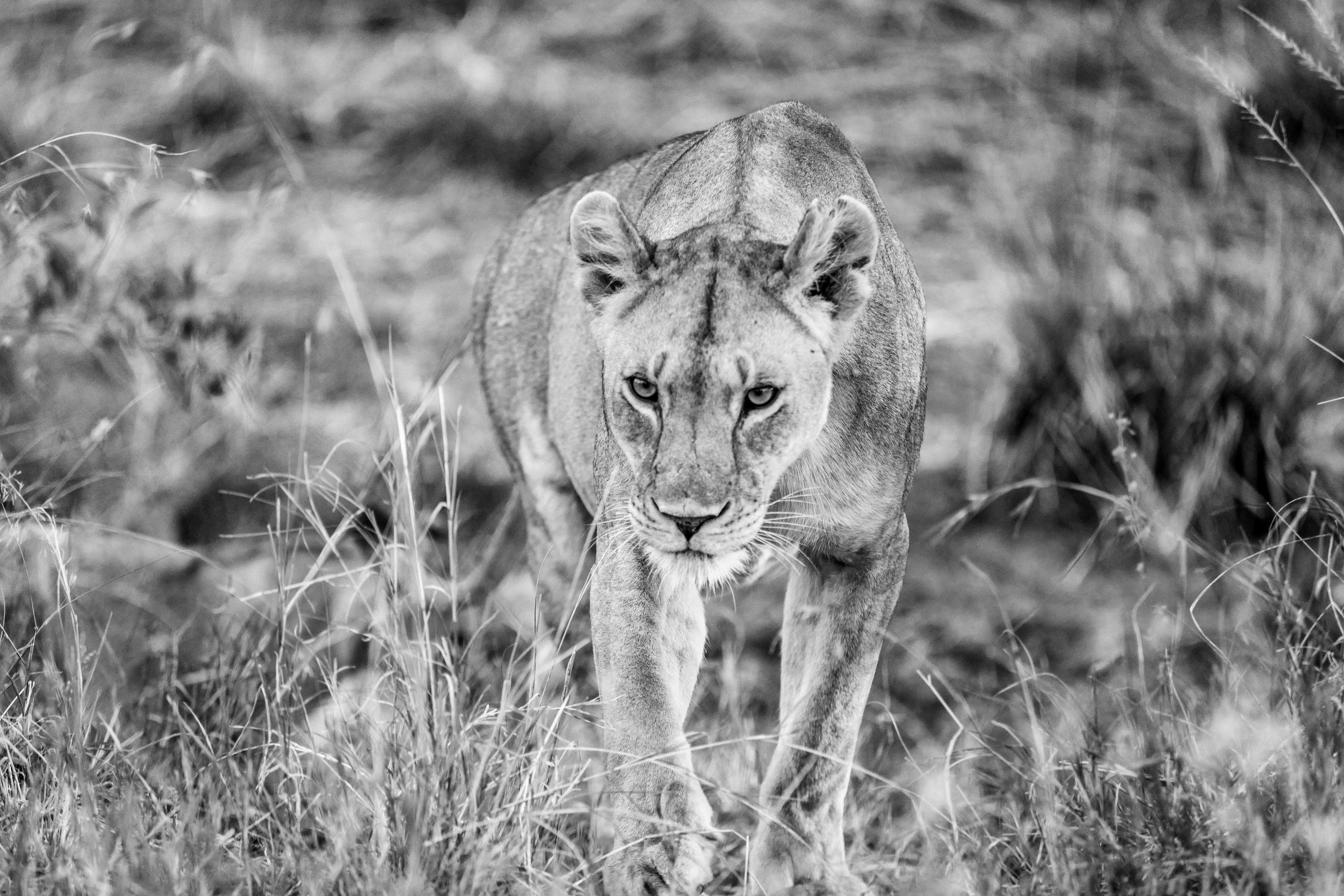 Lioness on the Prowl - Serengeti Black and White Wildlife Photography