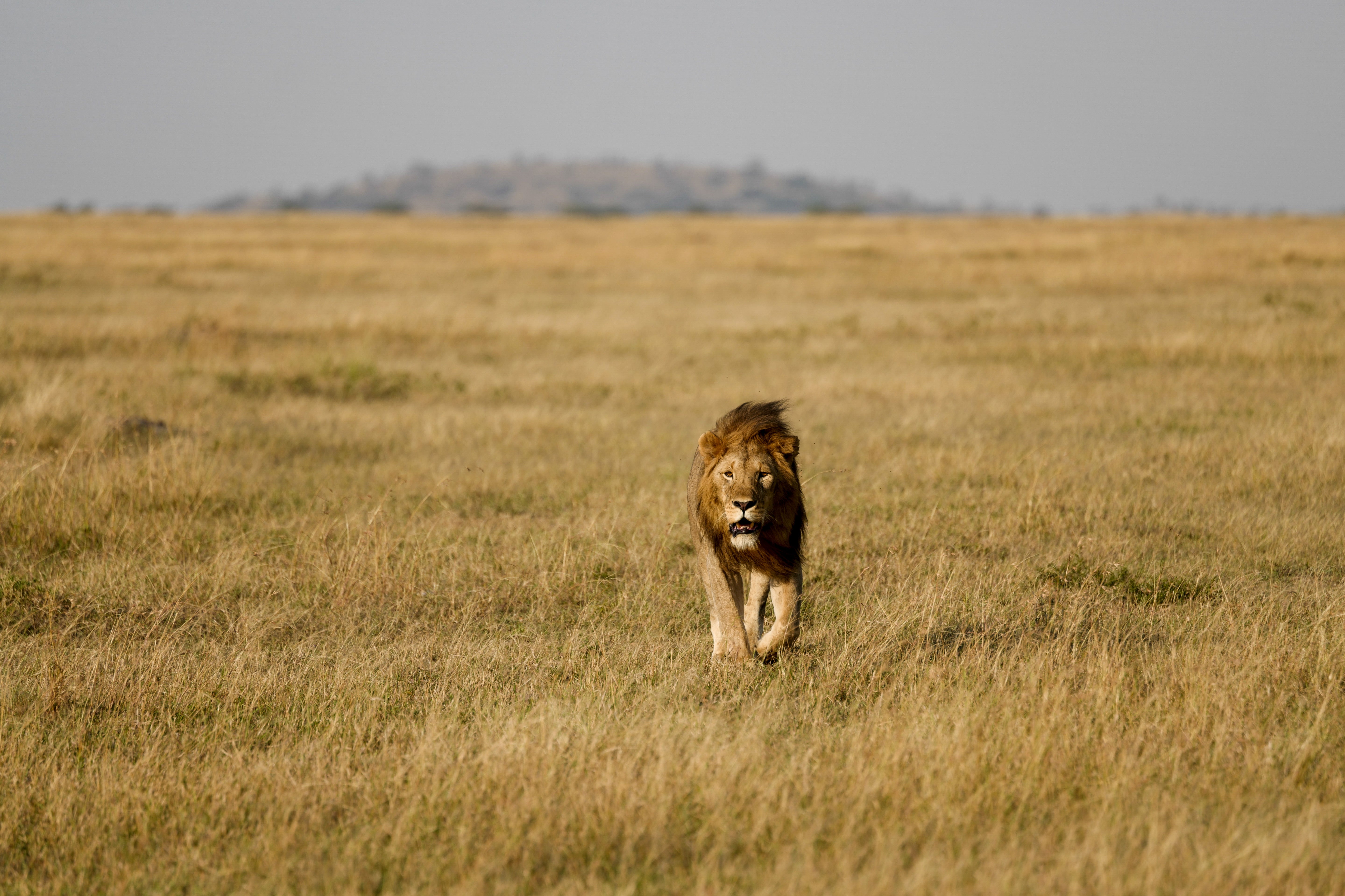 Male Lion Walking - Serengeti Wildlife Photography