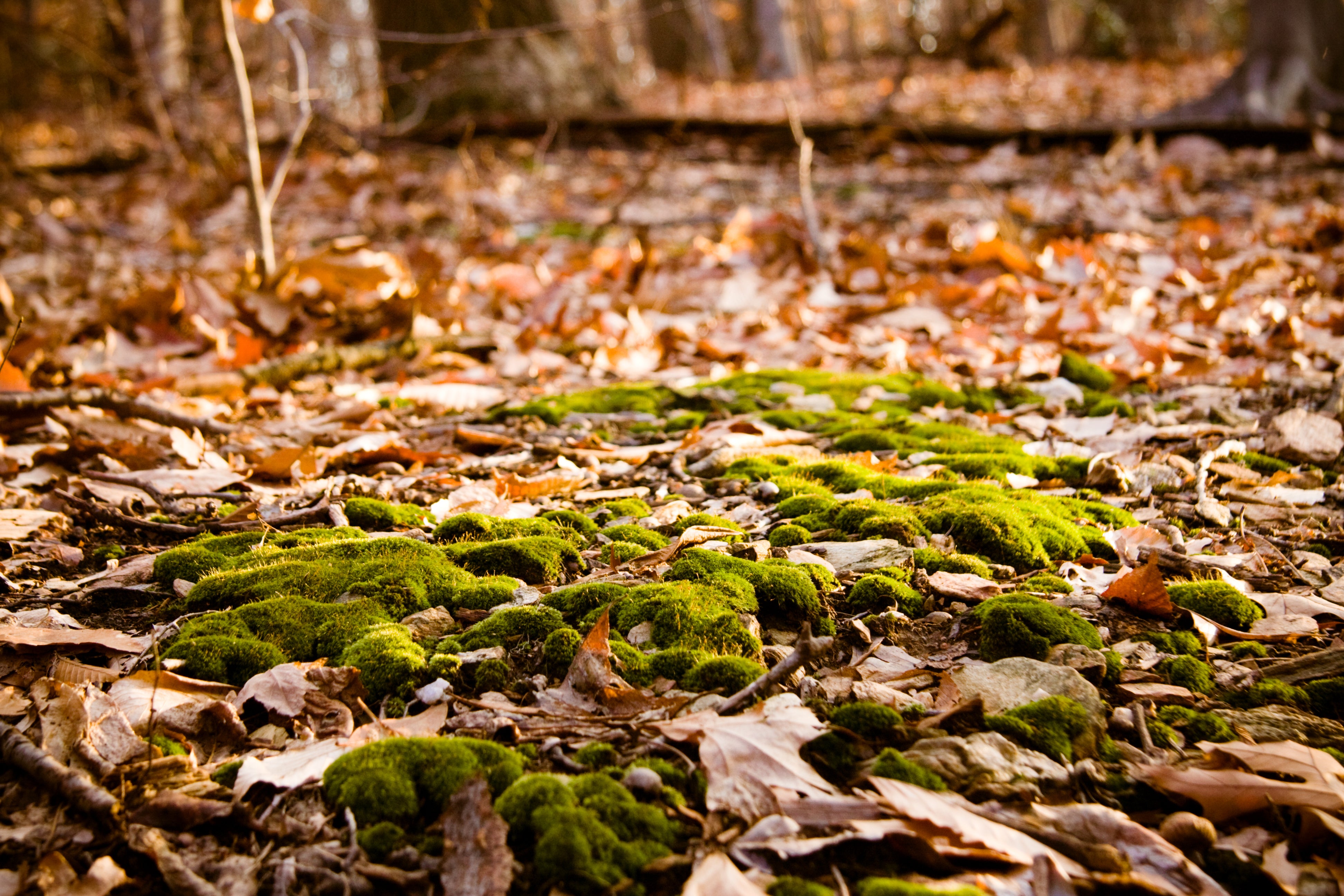 Moss and Autumn Leaves - Forest Floor Nature Photography