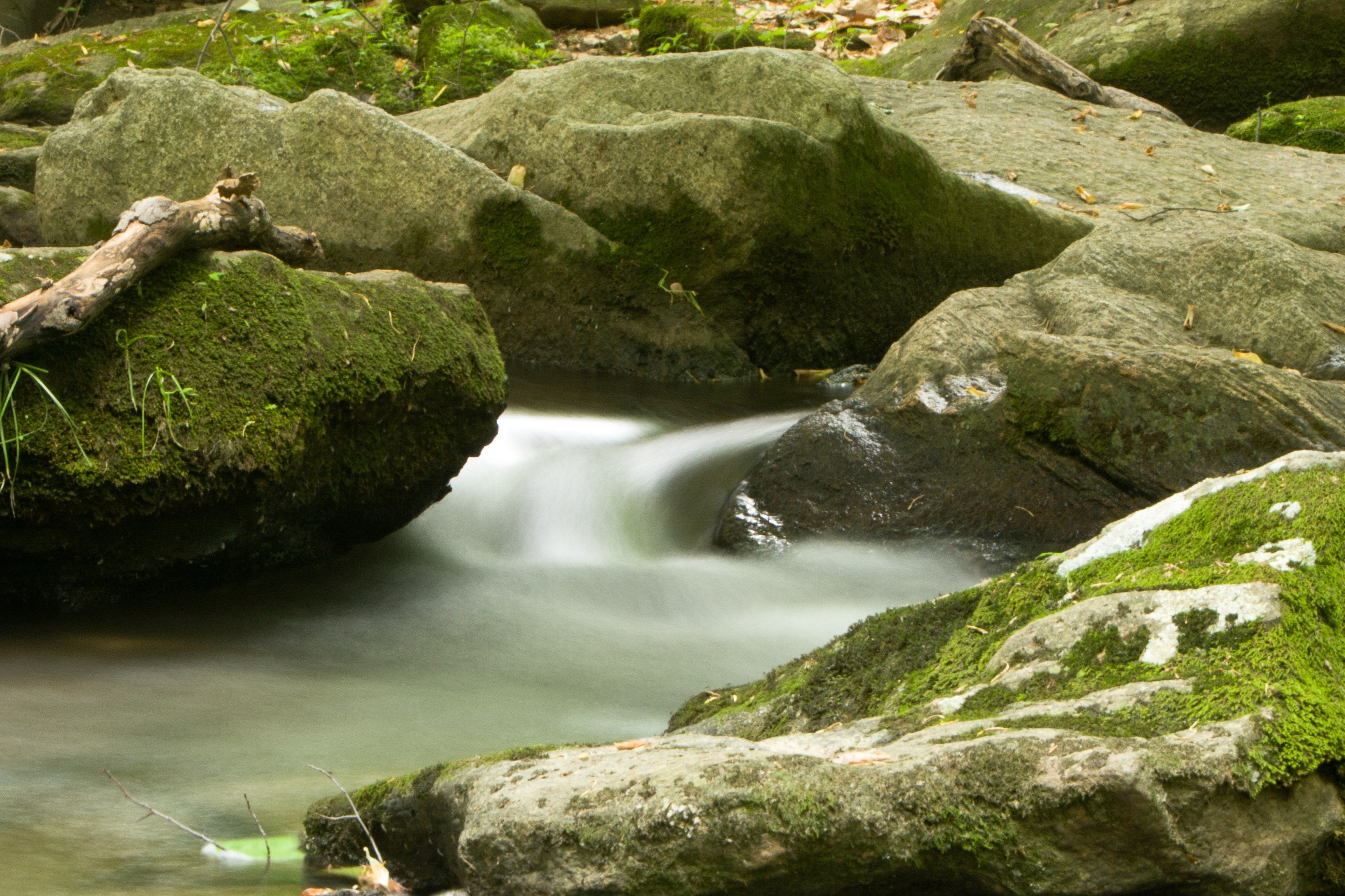 Mossy Rocks and Forest Stream - Woodland Cascade Photography