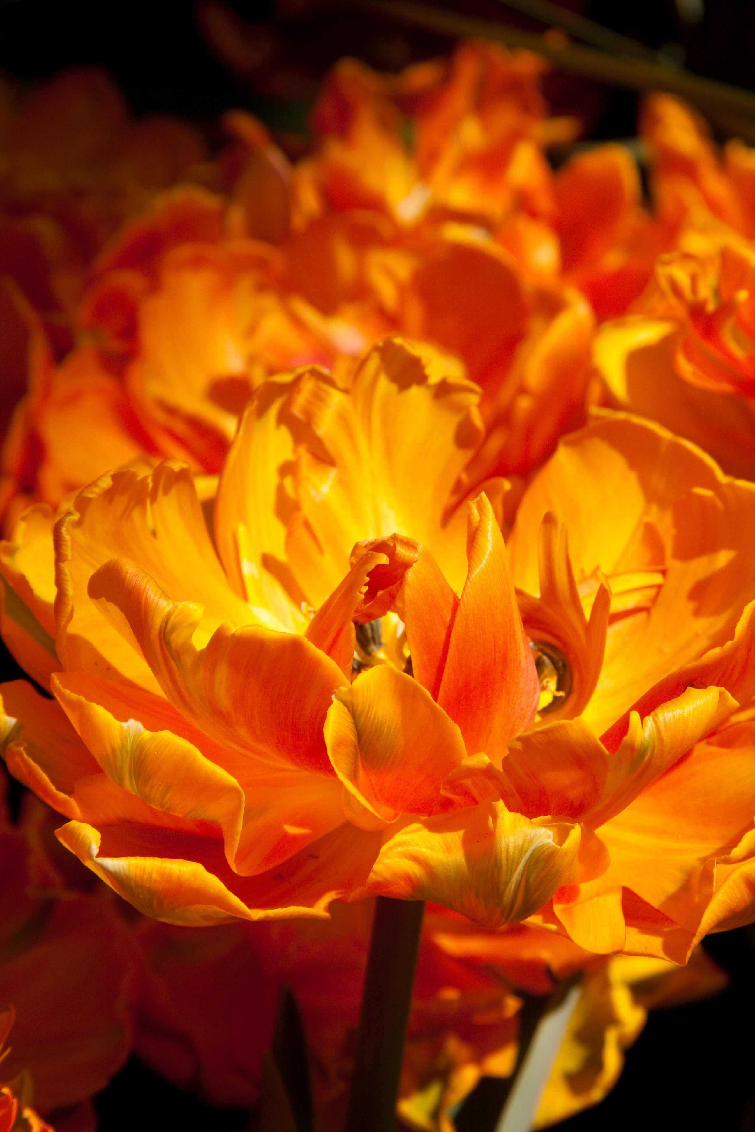 Orange Tulips - Macro Flower Photography