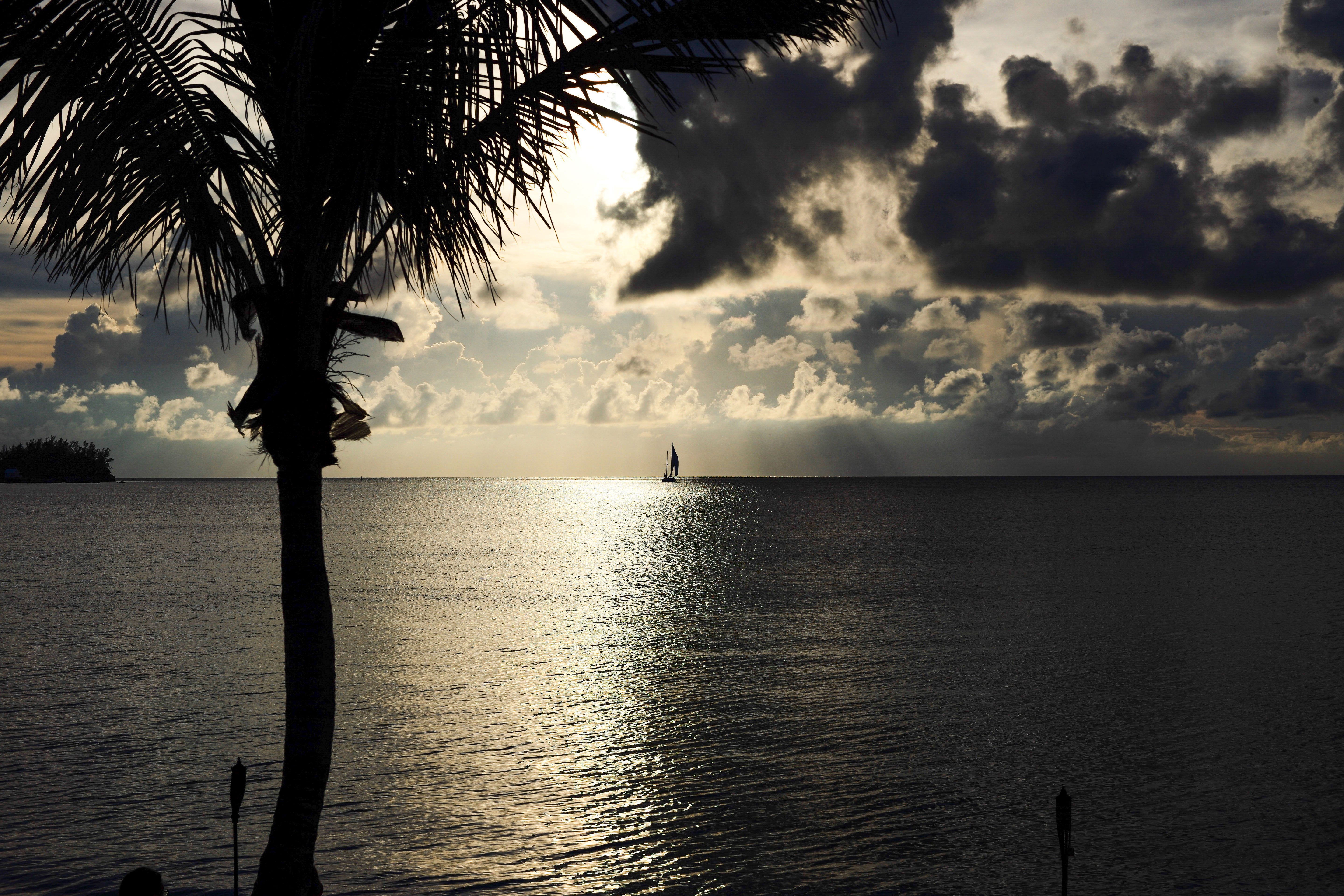 Tropical Silhouette Palm and Sailboat at Sunset