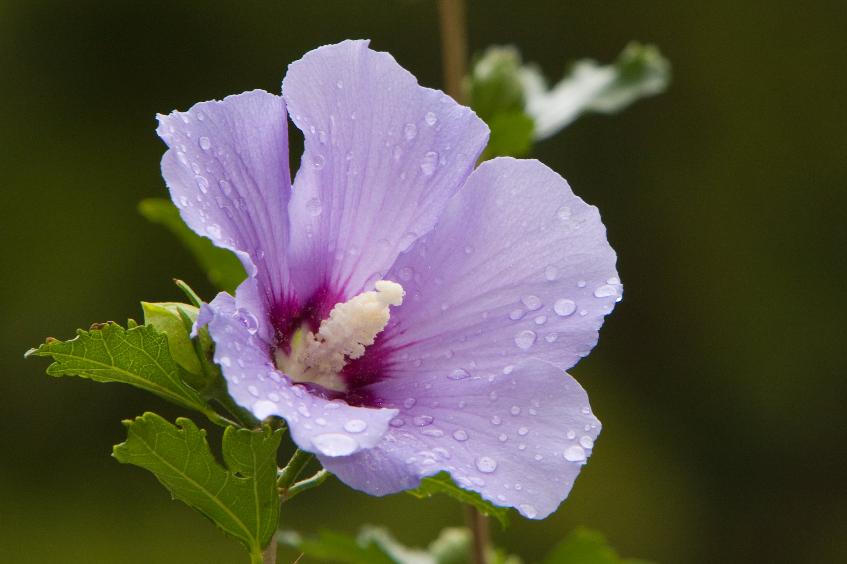 Purple Hibiscus - Tropical Flower Close-Up Photography