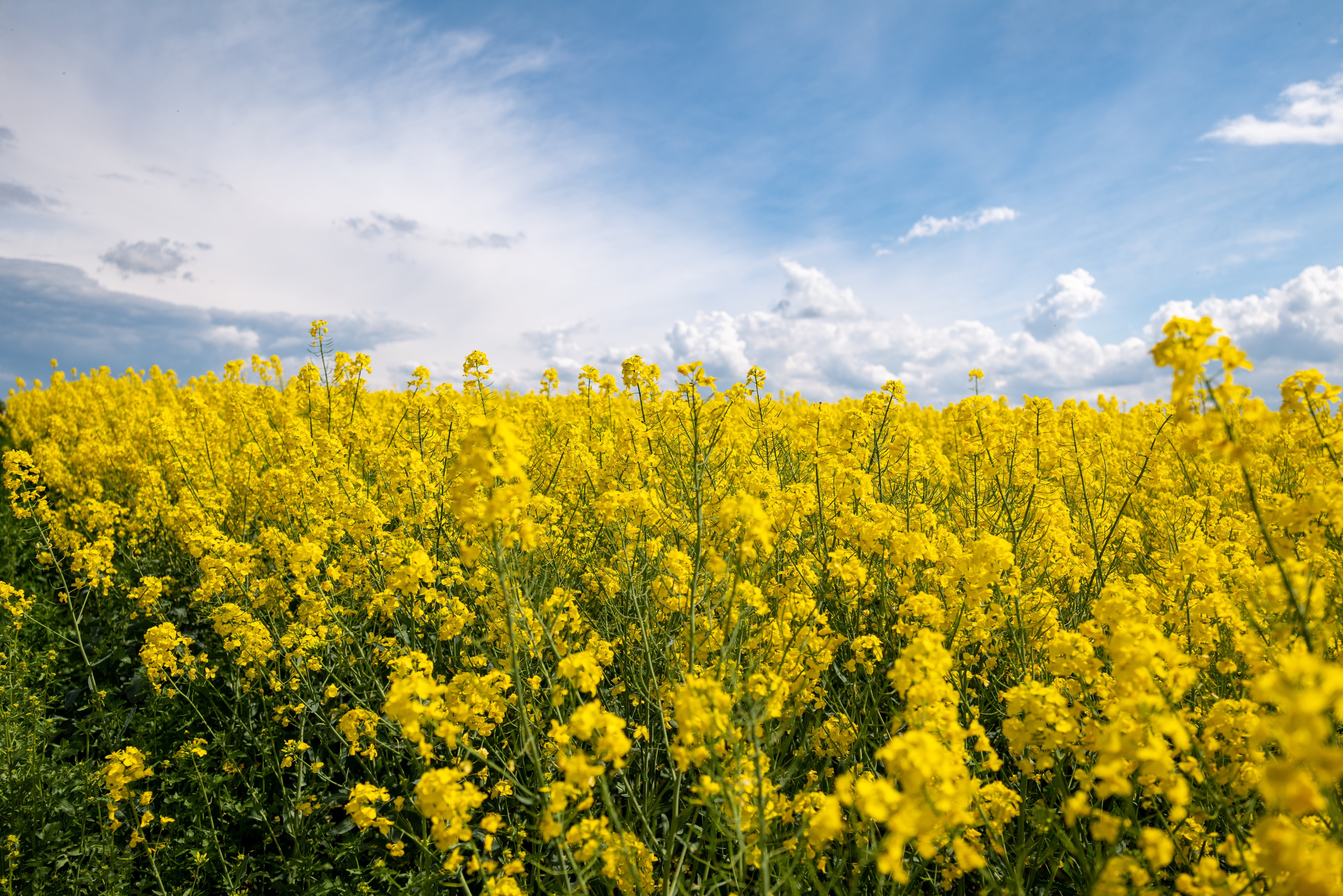 Rapeseed Field and Blue Sky - Spring Landscape Photography