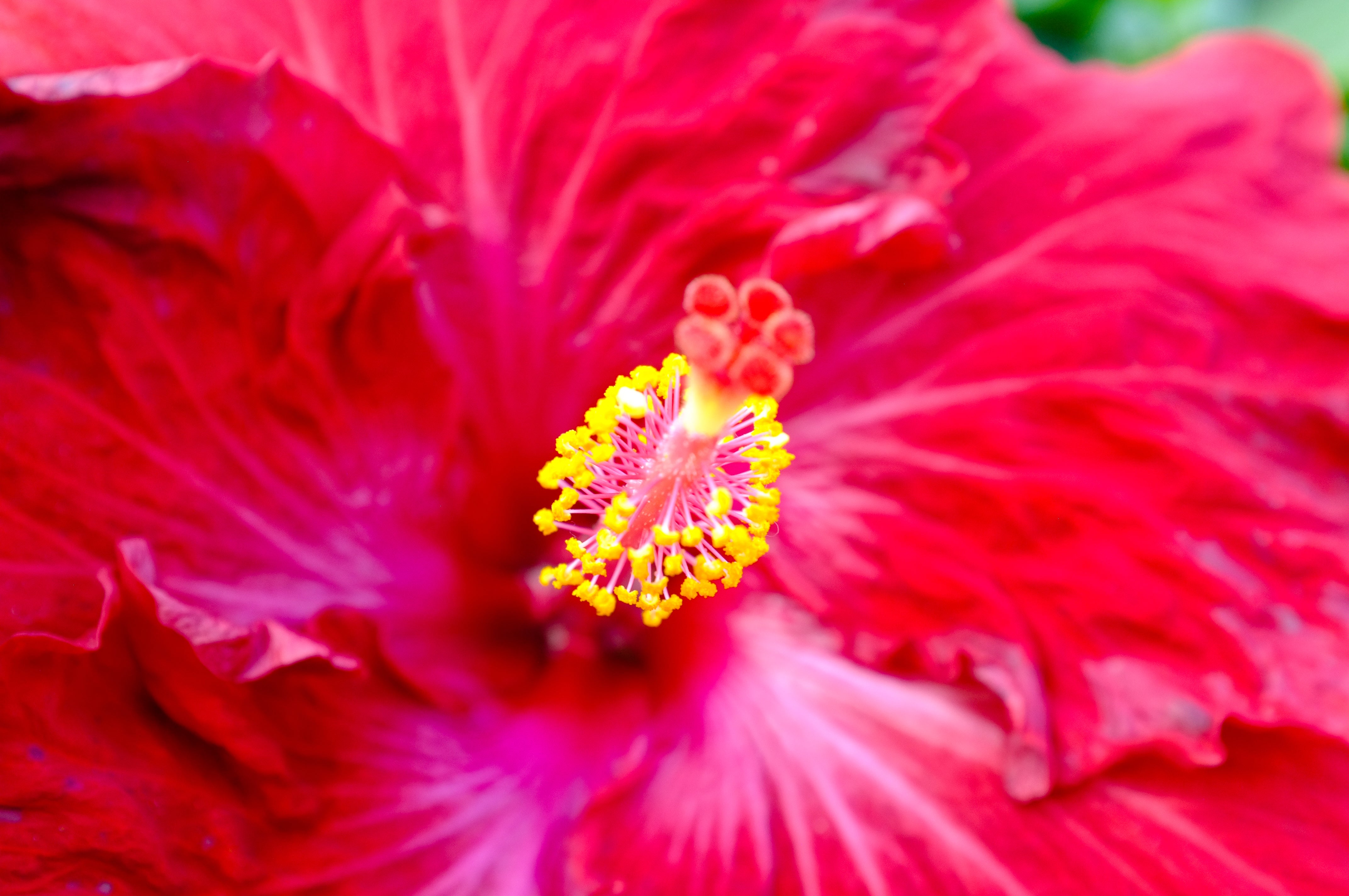 Red Hibiscus Bloom - Yellow Stamen Macro Flower Photography