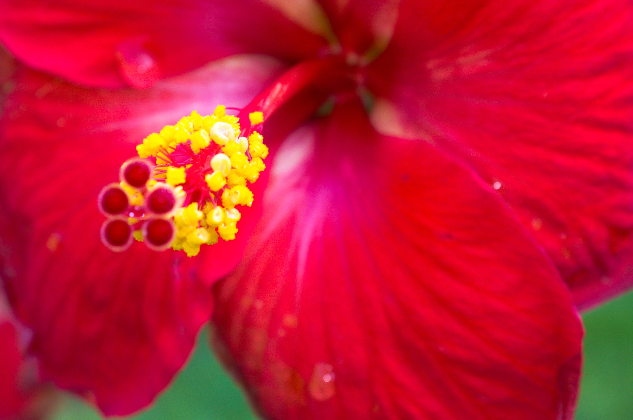 Red Hibiscus Yellow Stamen, Macro