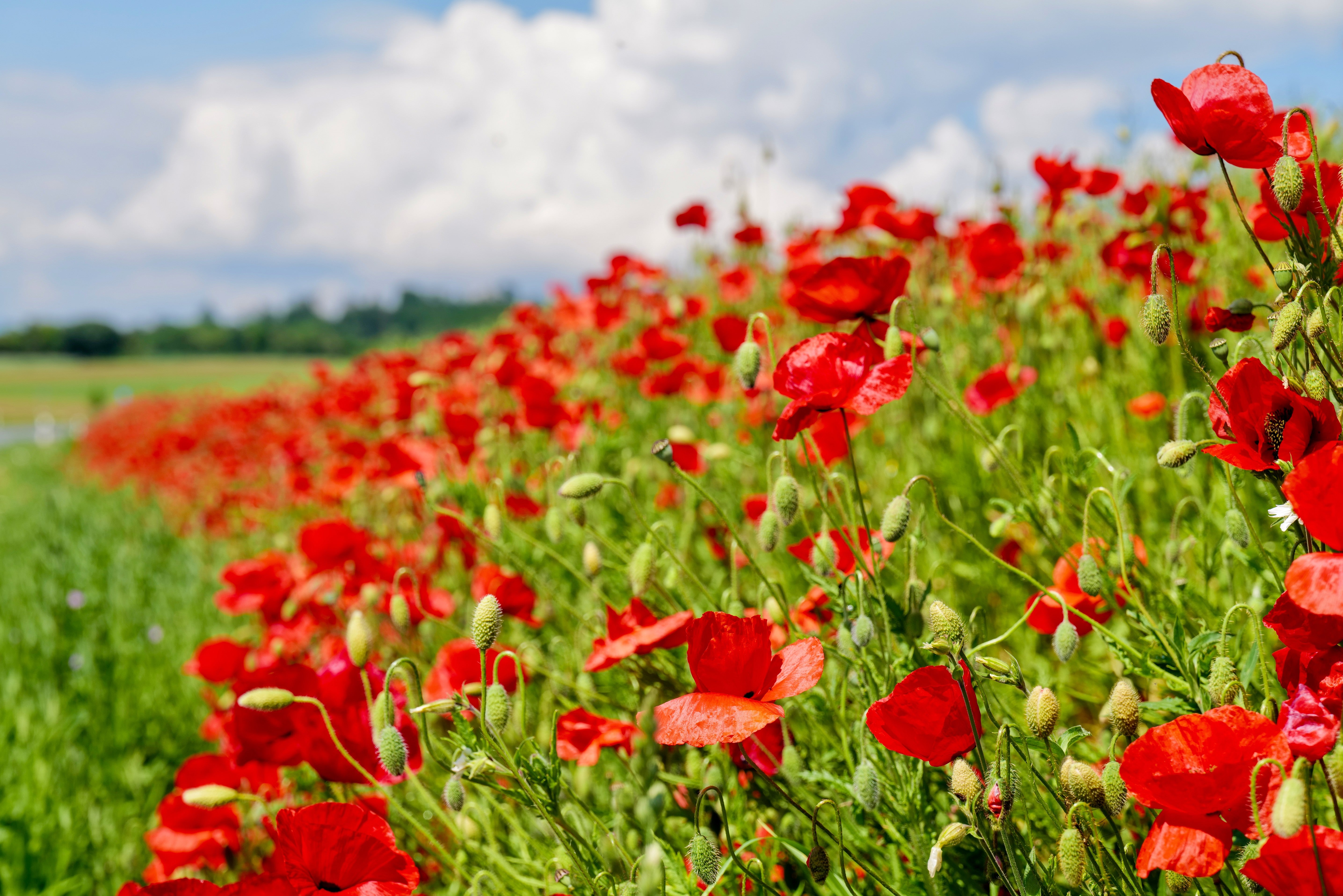 Red Poppies Field - Wildflower Close-Up Photography