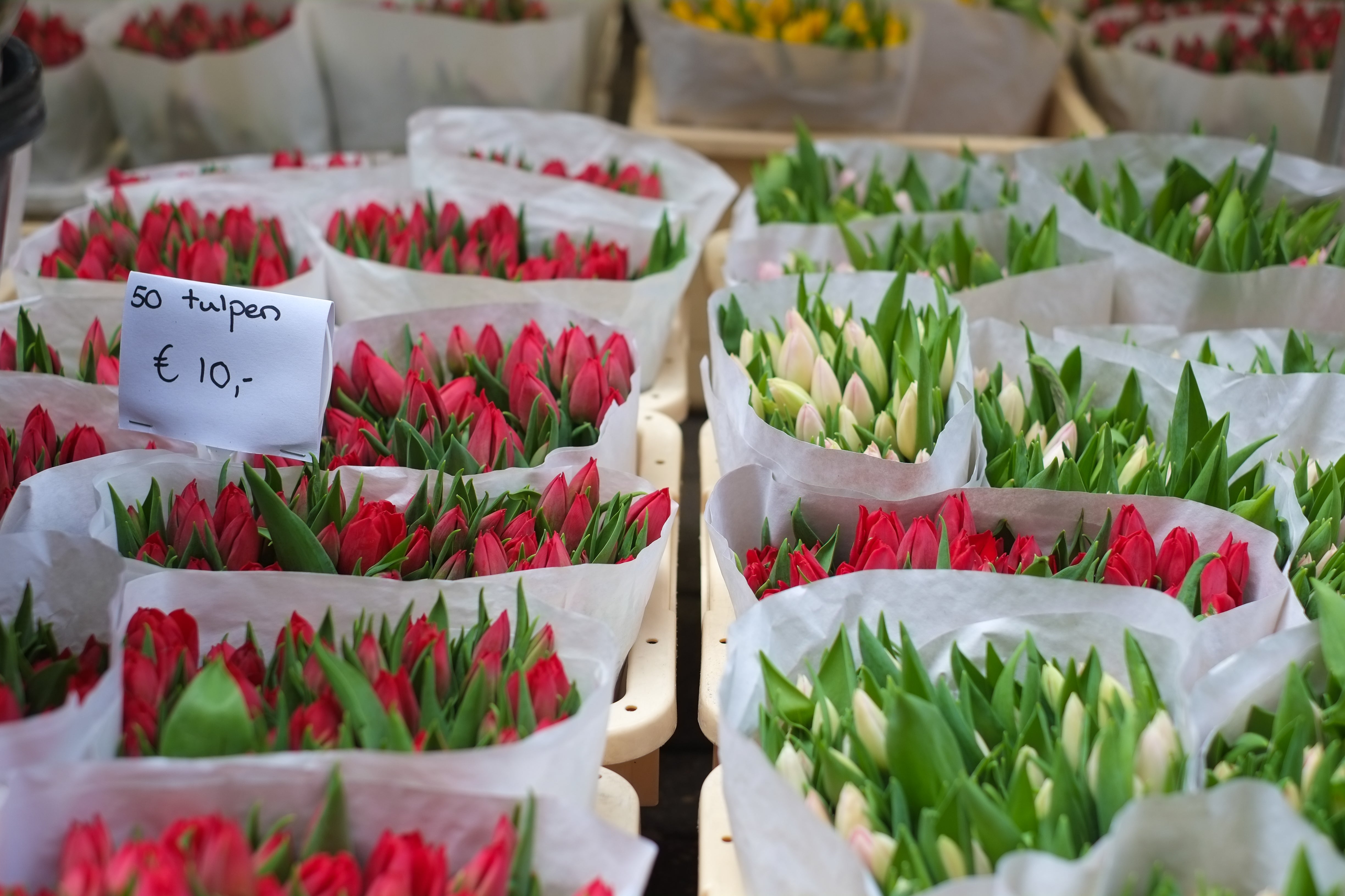 Red Tulip Bouquets - Dutch Flower Market Photography