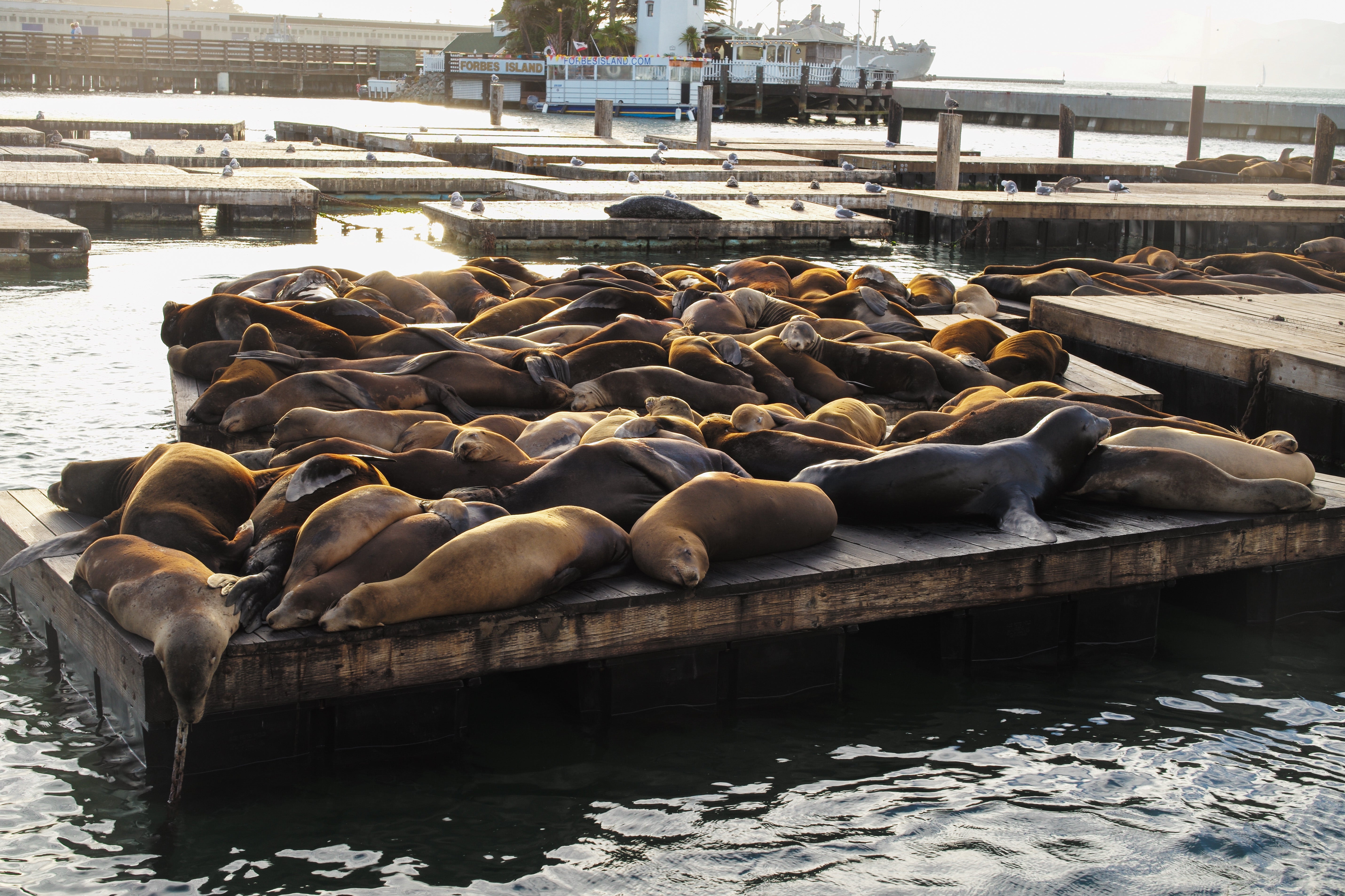 Pier 39 Sea Lions - San Francisco Wildlife Photography