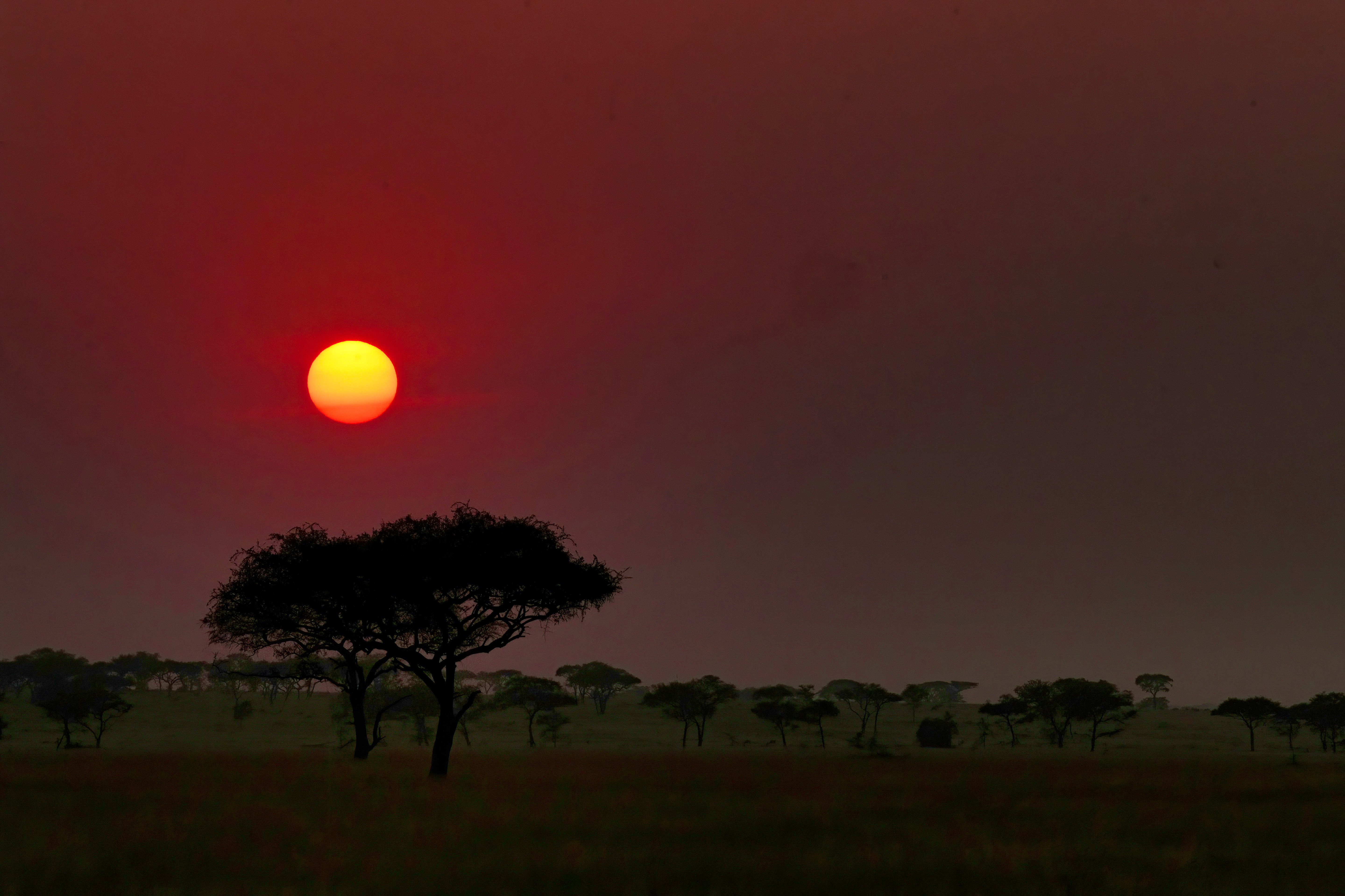 Acacia Tree at Sunset - Serengeti Red Sun Wildlife Photography