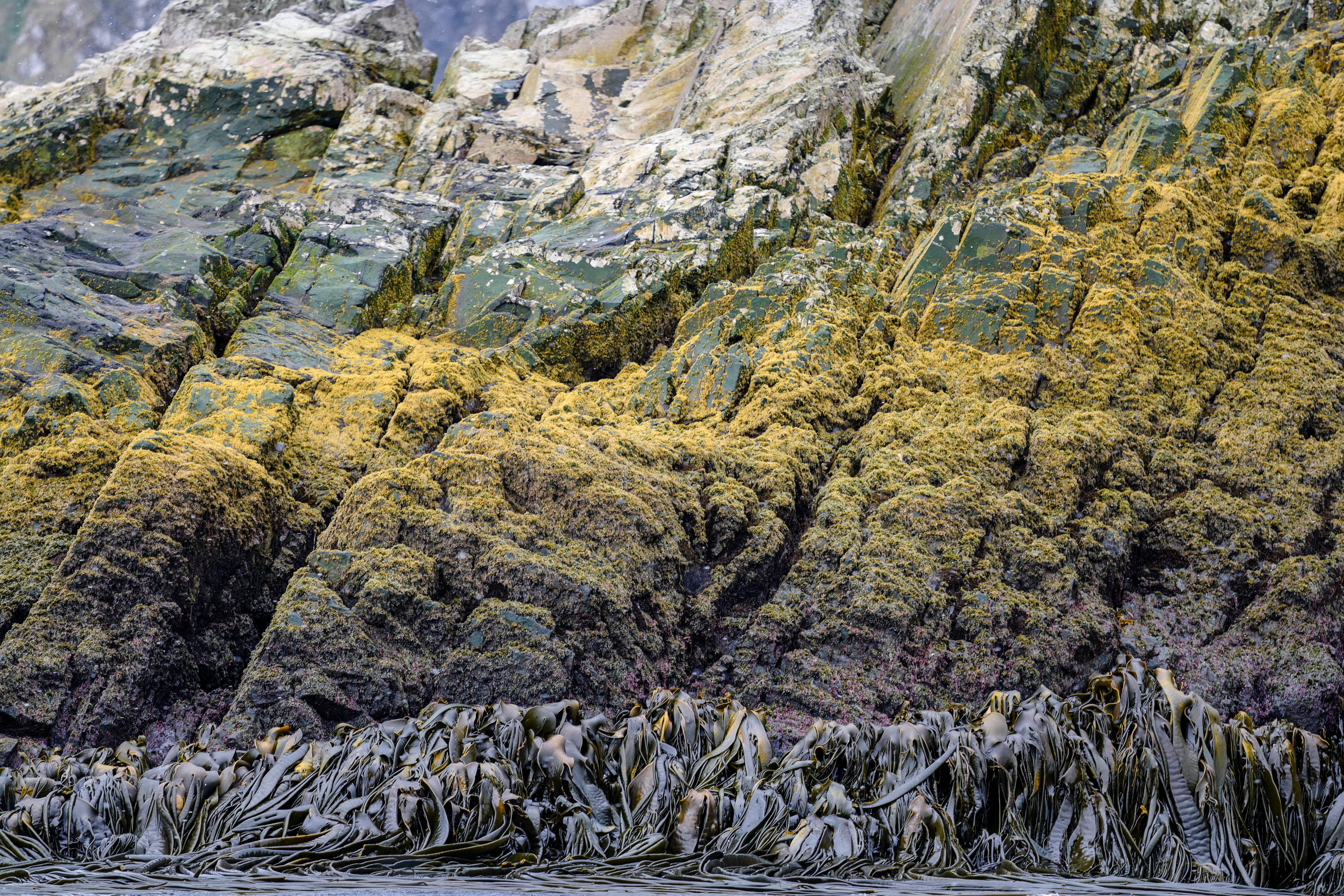 Lichen-Covered Coastal Rocks - South Georgia Landscape Photography