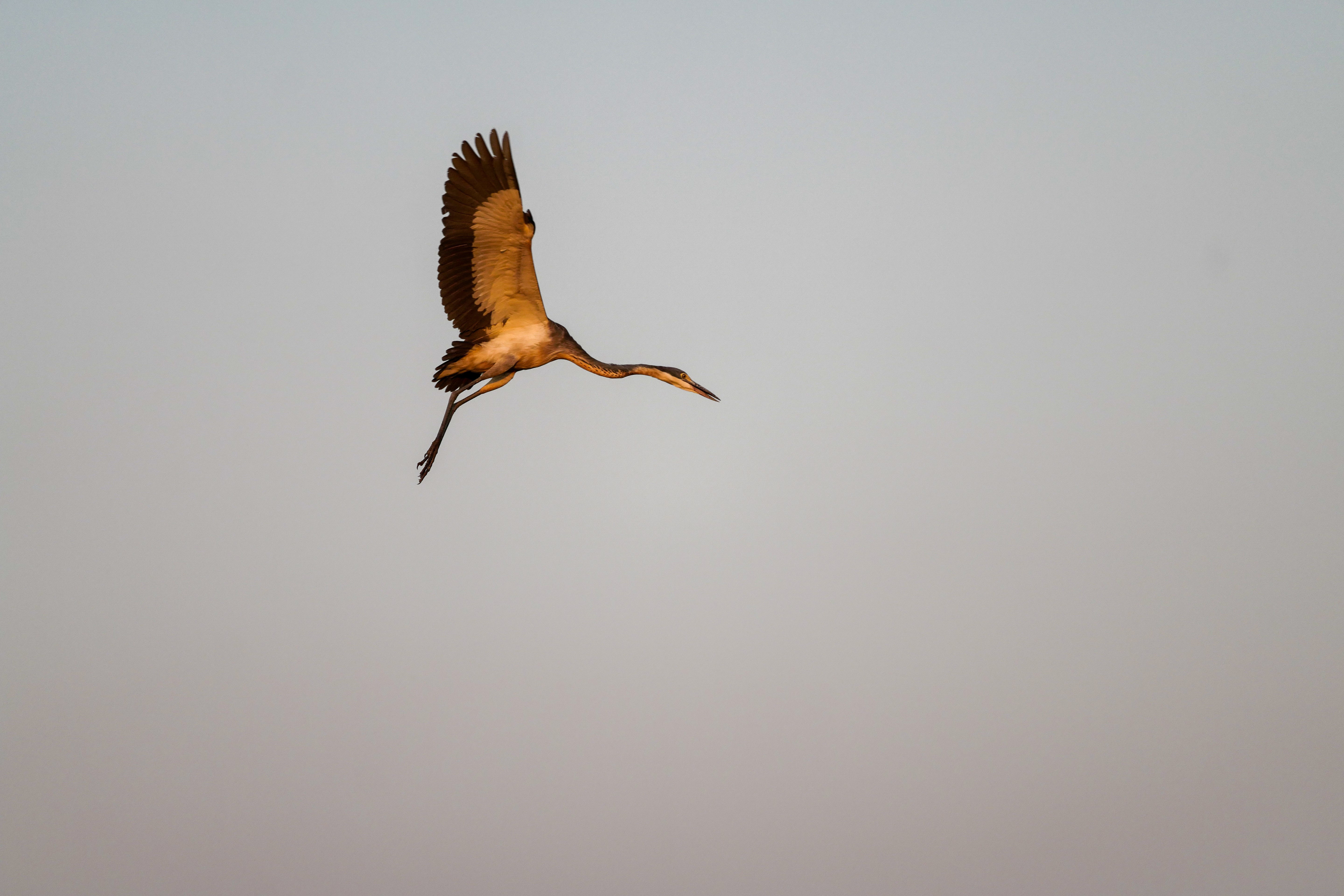 Stork in Flight at Golden Hour - Serengeti Wildlife Photography