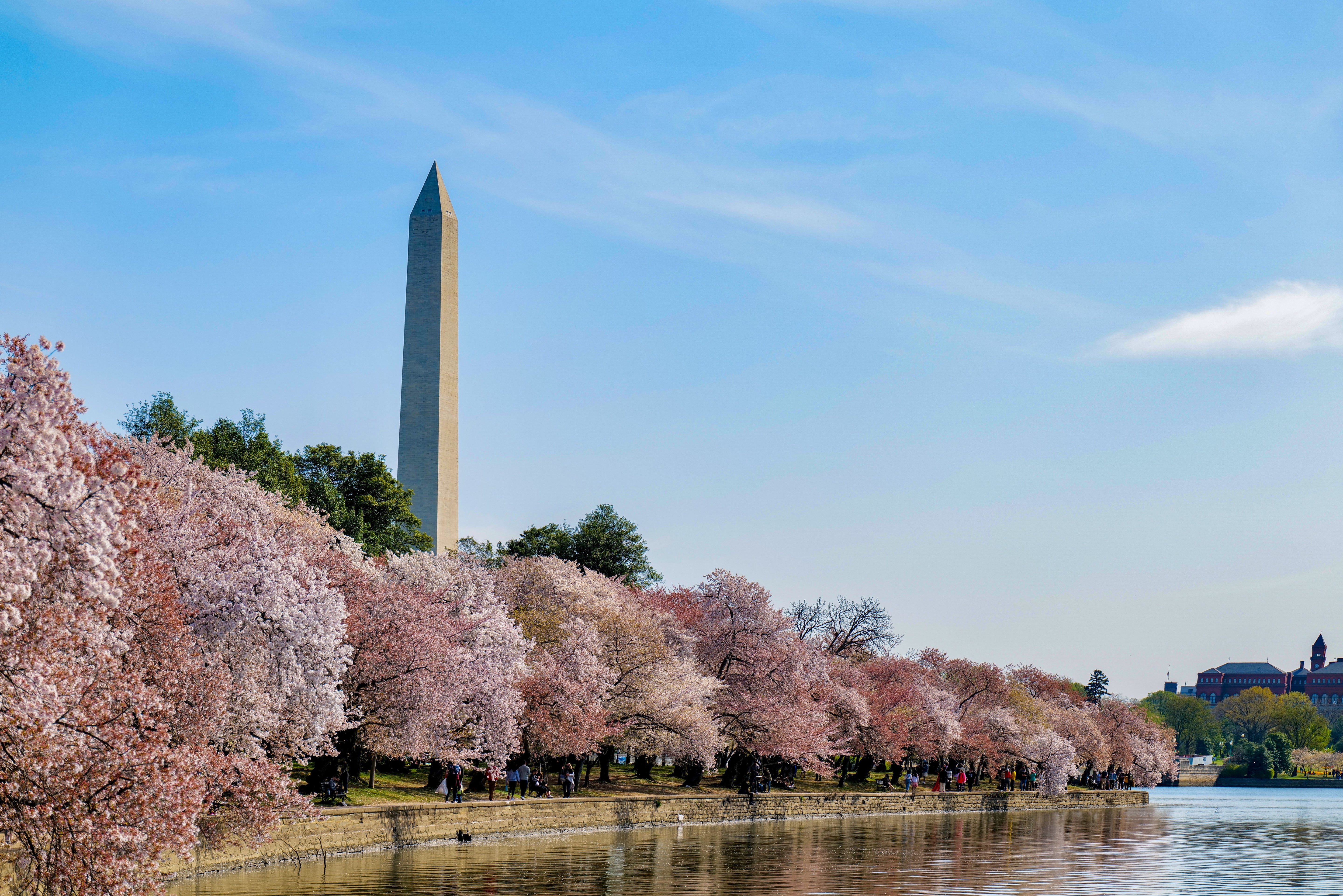 Cherry Blossoms at the Tidal Basin - Washington DC Photography