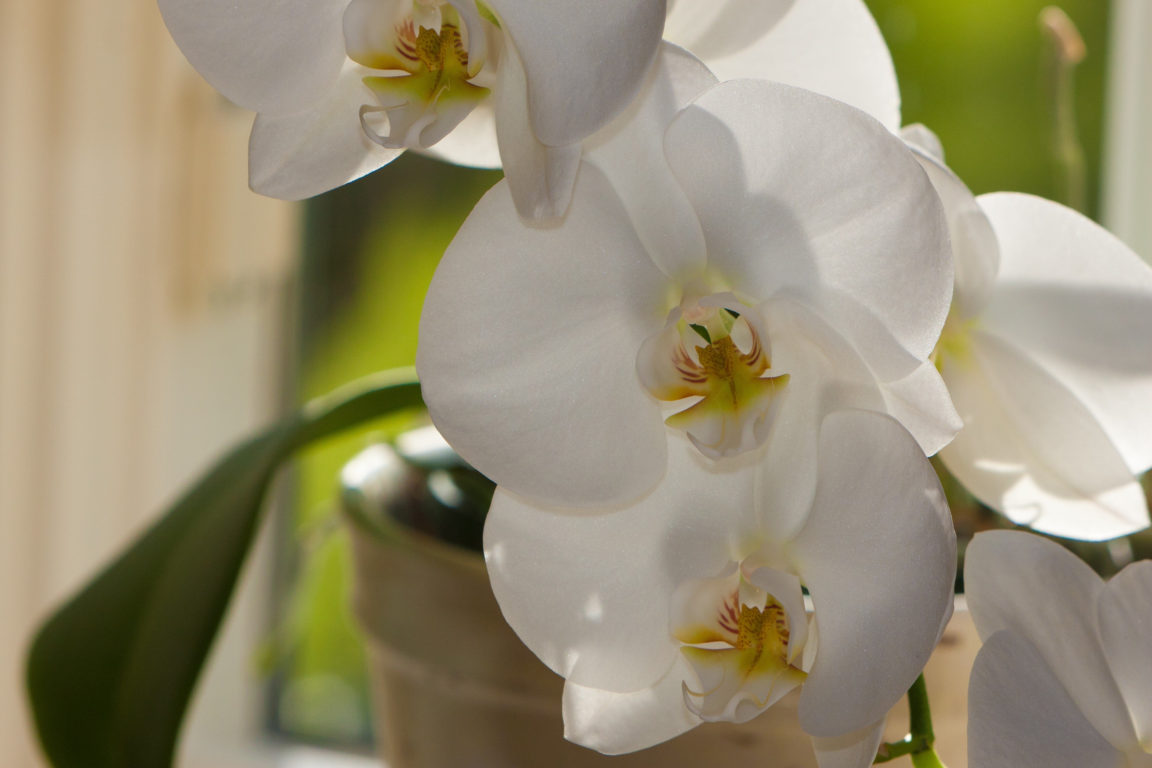 White Orchid - Elegant Flower Close-Up Photography