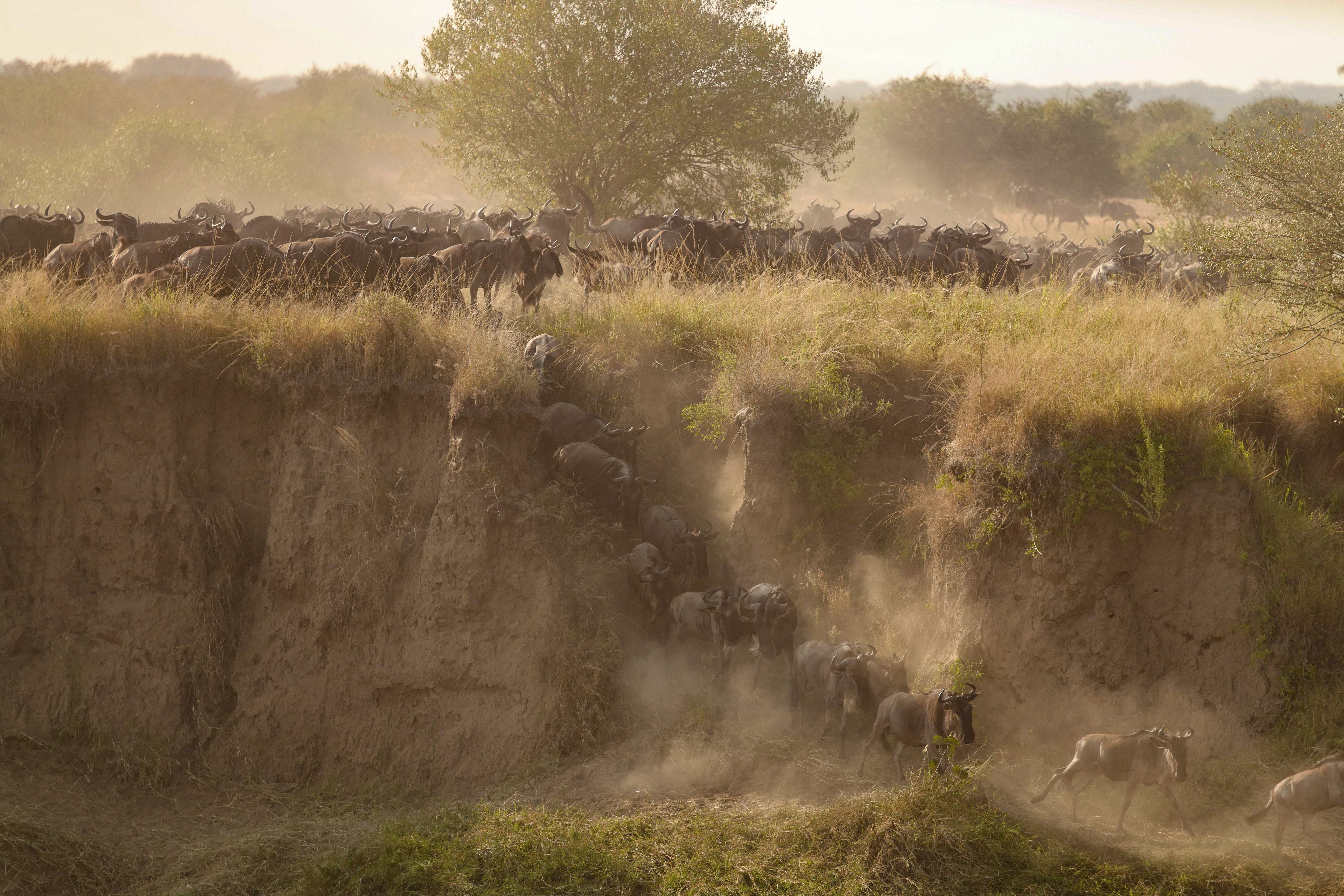 Wildebeest Pouring Down a Bank - Serengeti Migration Wildlife Photography
