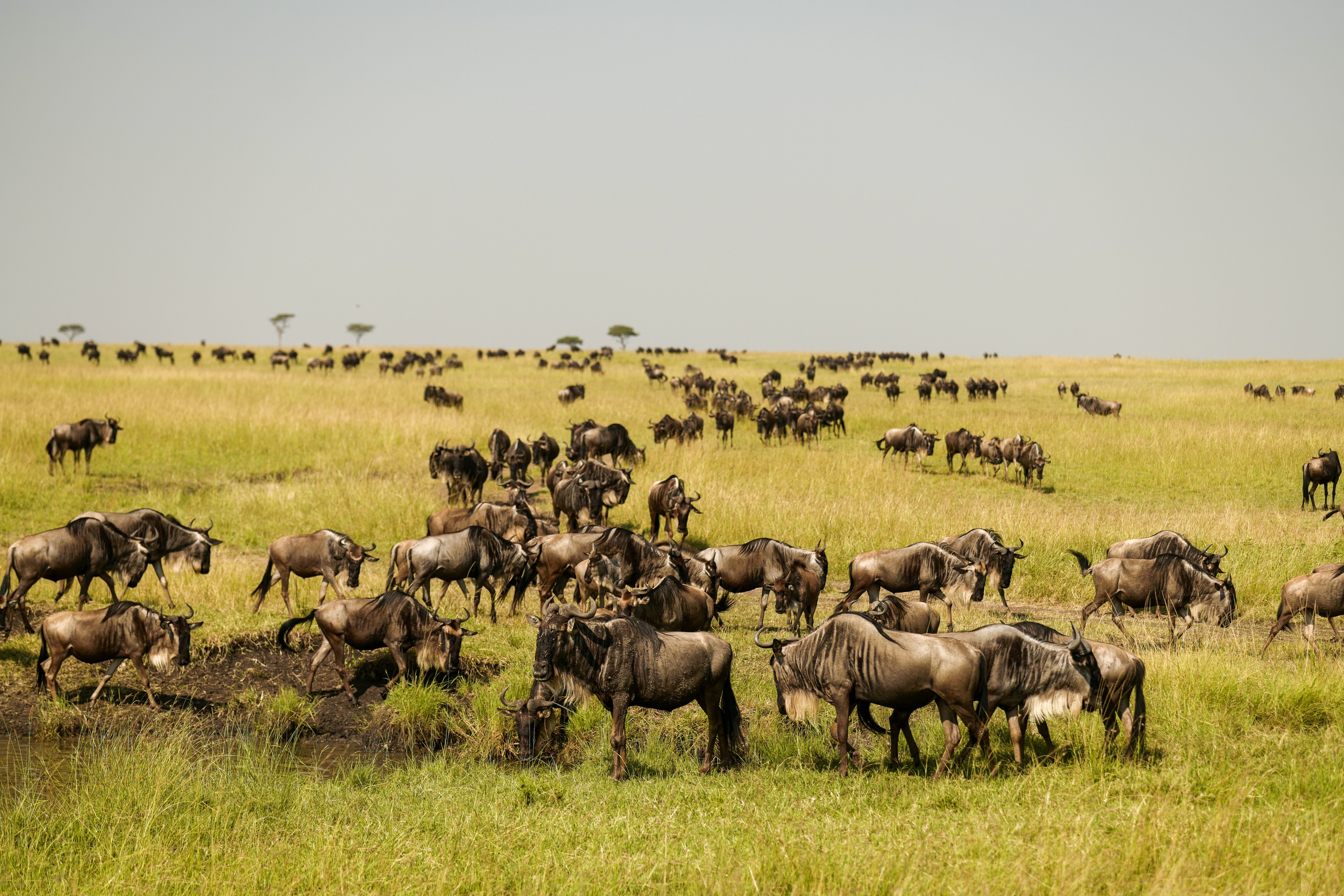 Wildebeest Herd on the Plains - Serengeti Migration Wildlife Photography