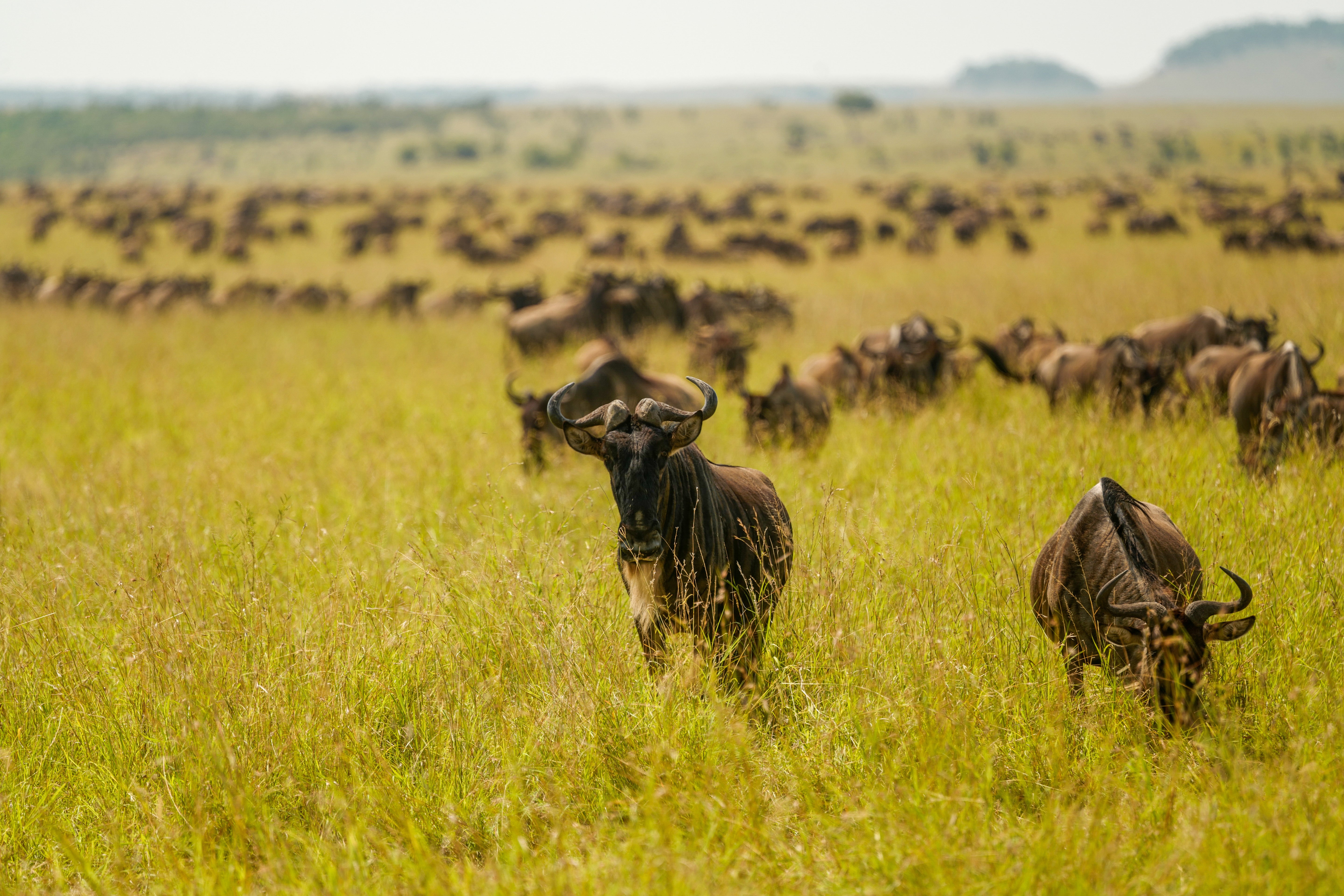 Wildebeest Herd on the Serengeti - Savanna Wildlife Photography