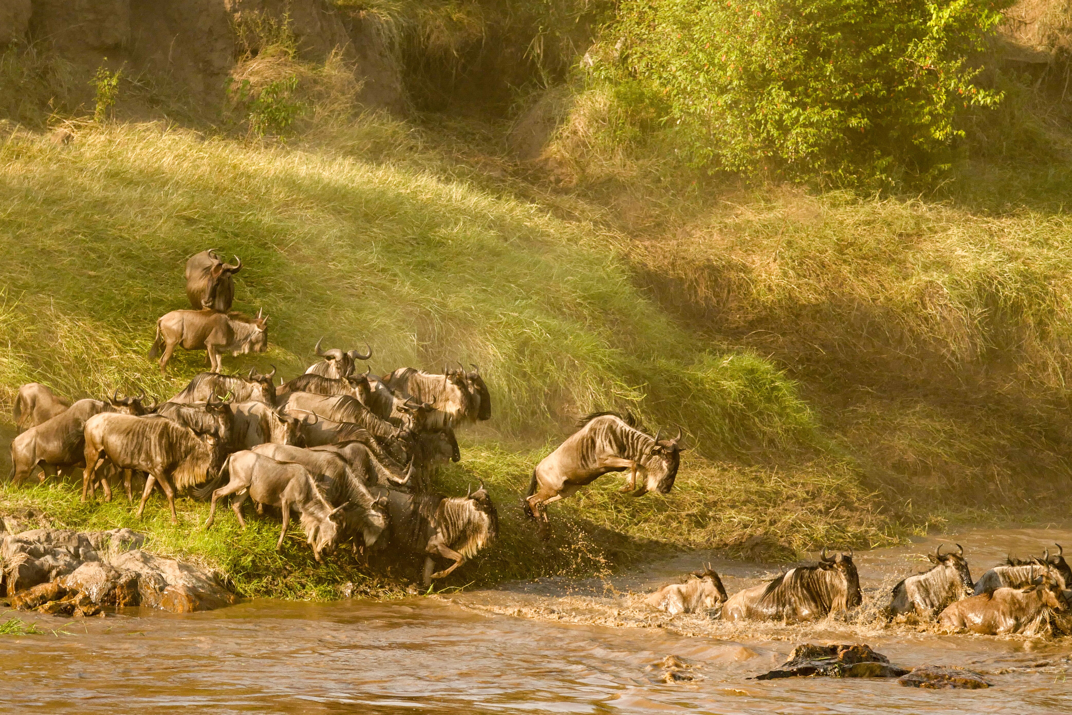 Wildebeest Mara River Crossing - Golden Light Wildlife Photography