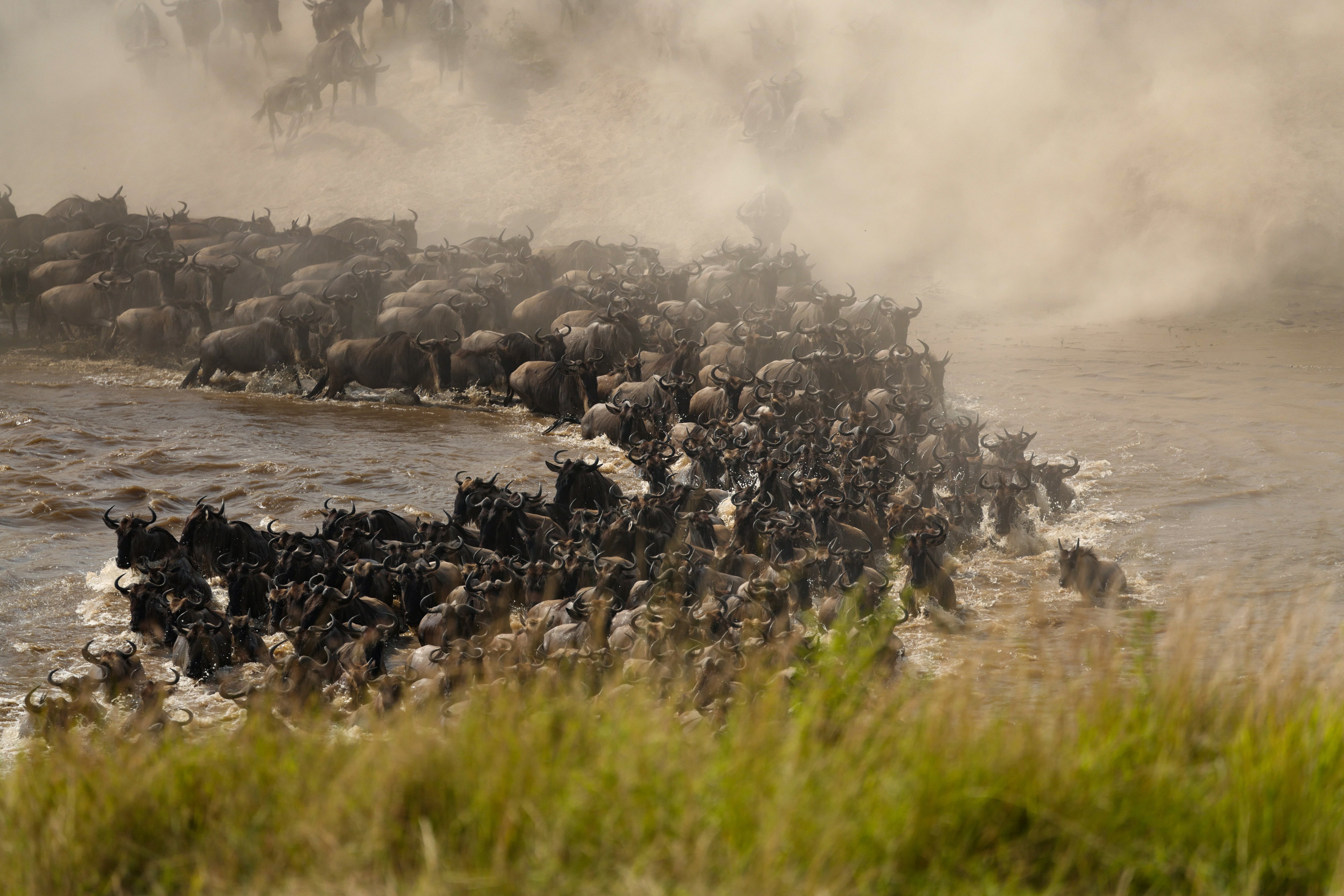 Wildebeest River Crossing in Dust - Serengeti Migration Wildlife Photography