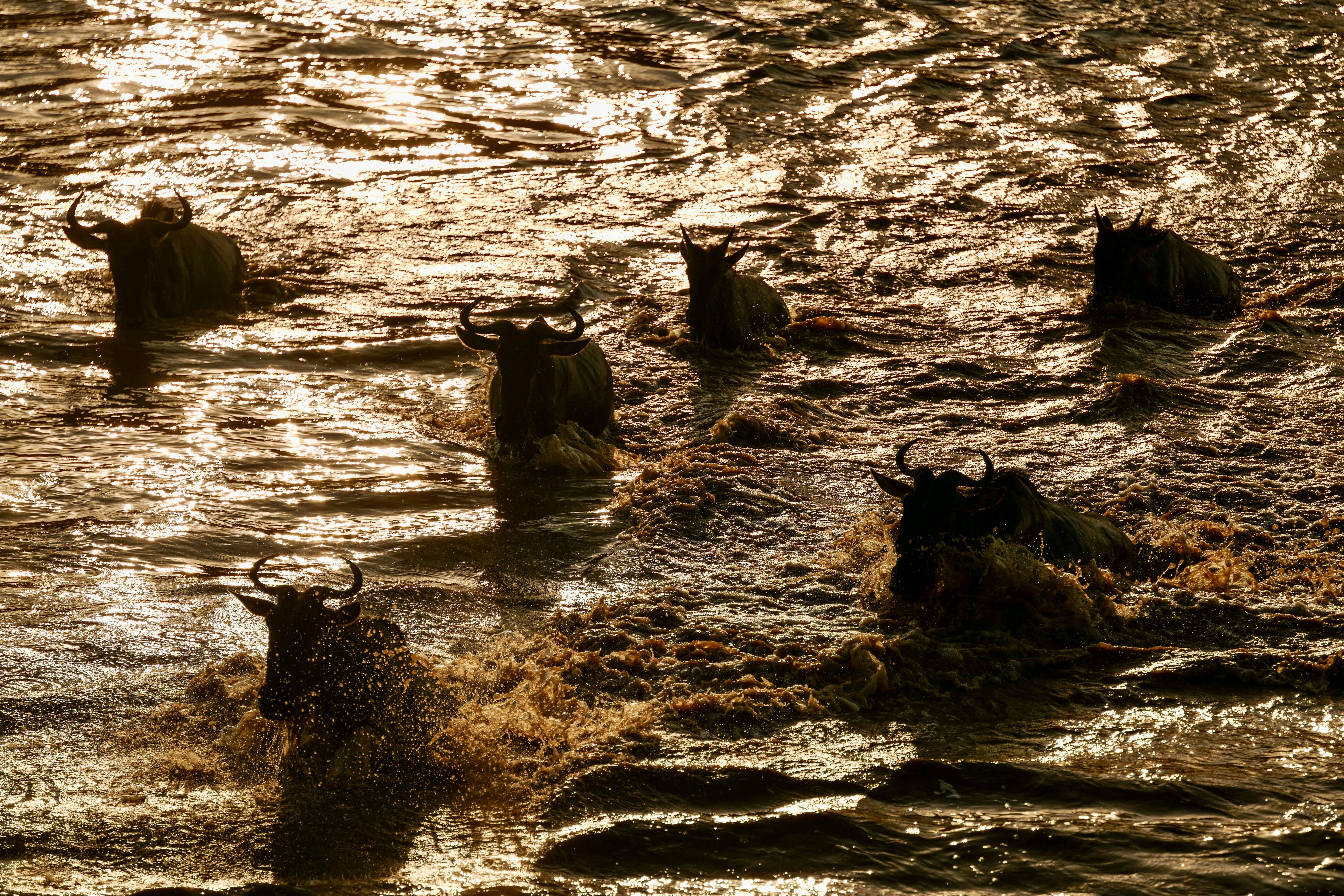 Wildebeest River Crossing at Sunset - Mara Wildlife Photography