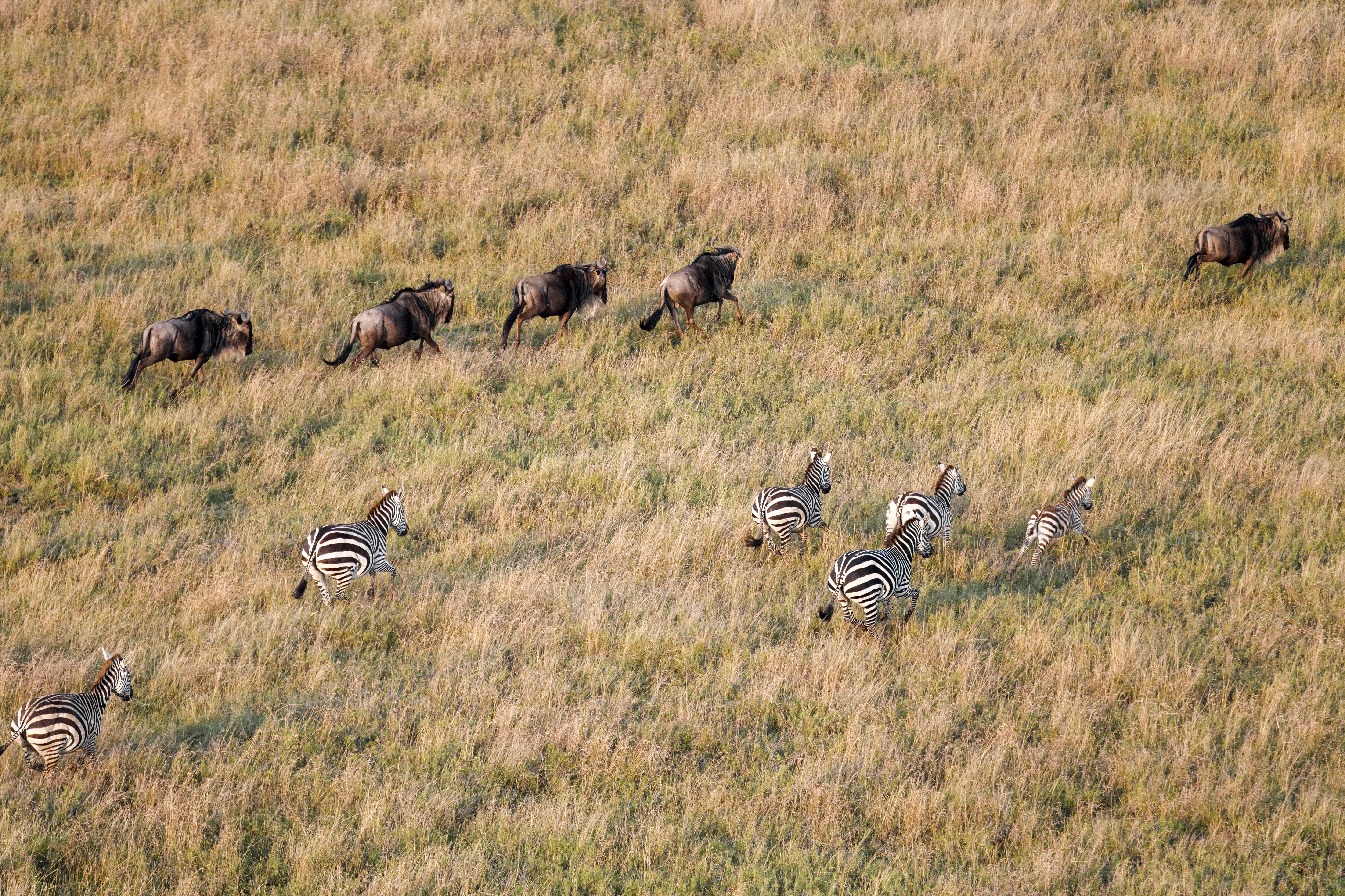 Wildebeest and Zebra Aerial - Savanna Migration Wildlife Photography