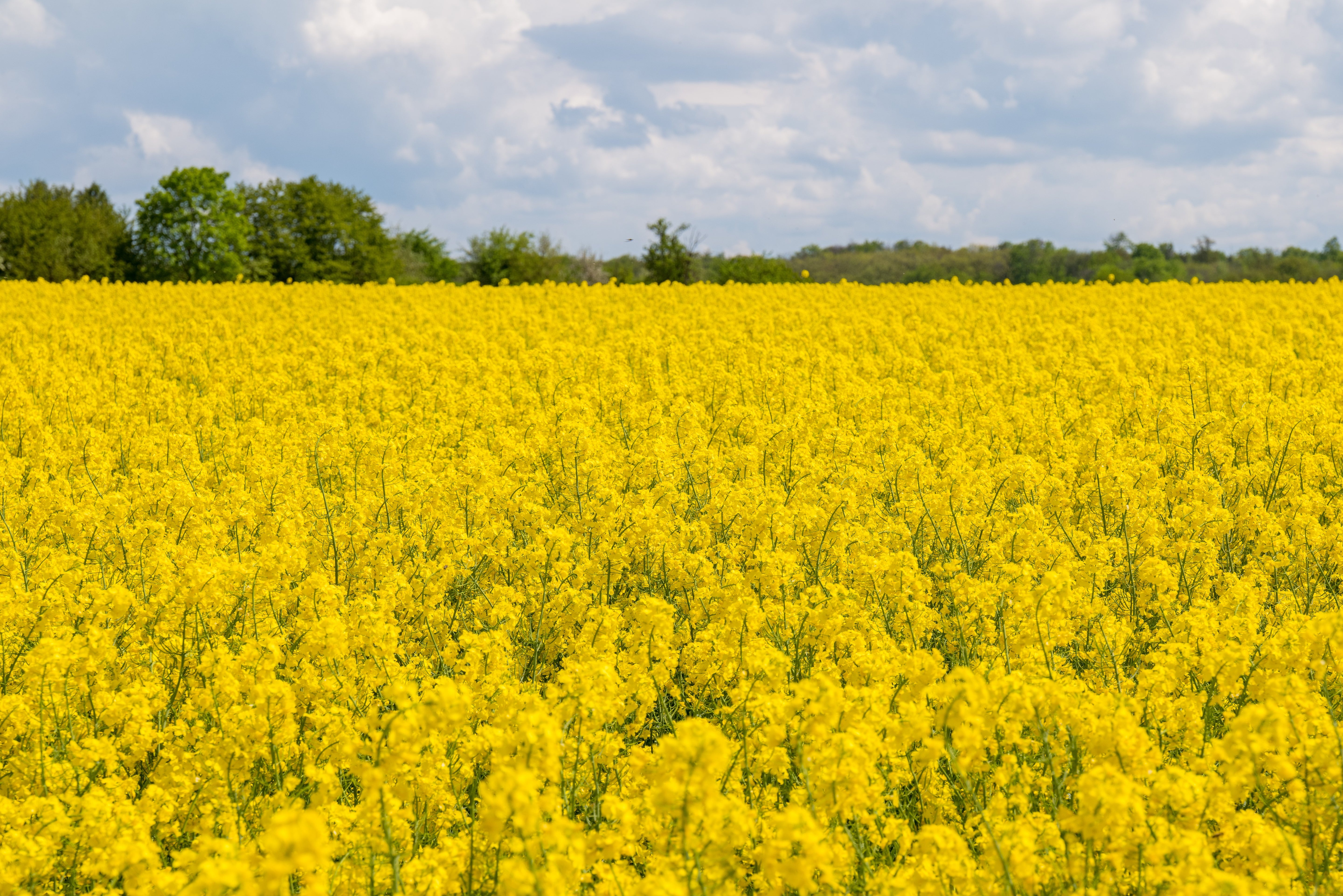 Yellow Rapeseed Field - Spring Countryside Landscape Photography
