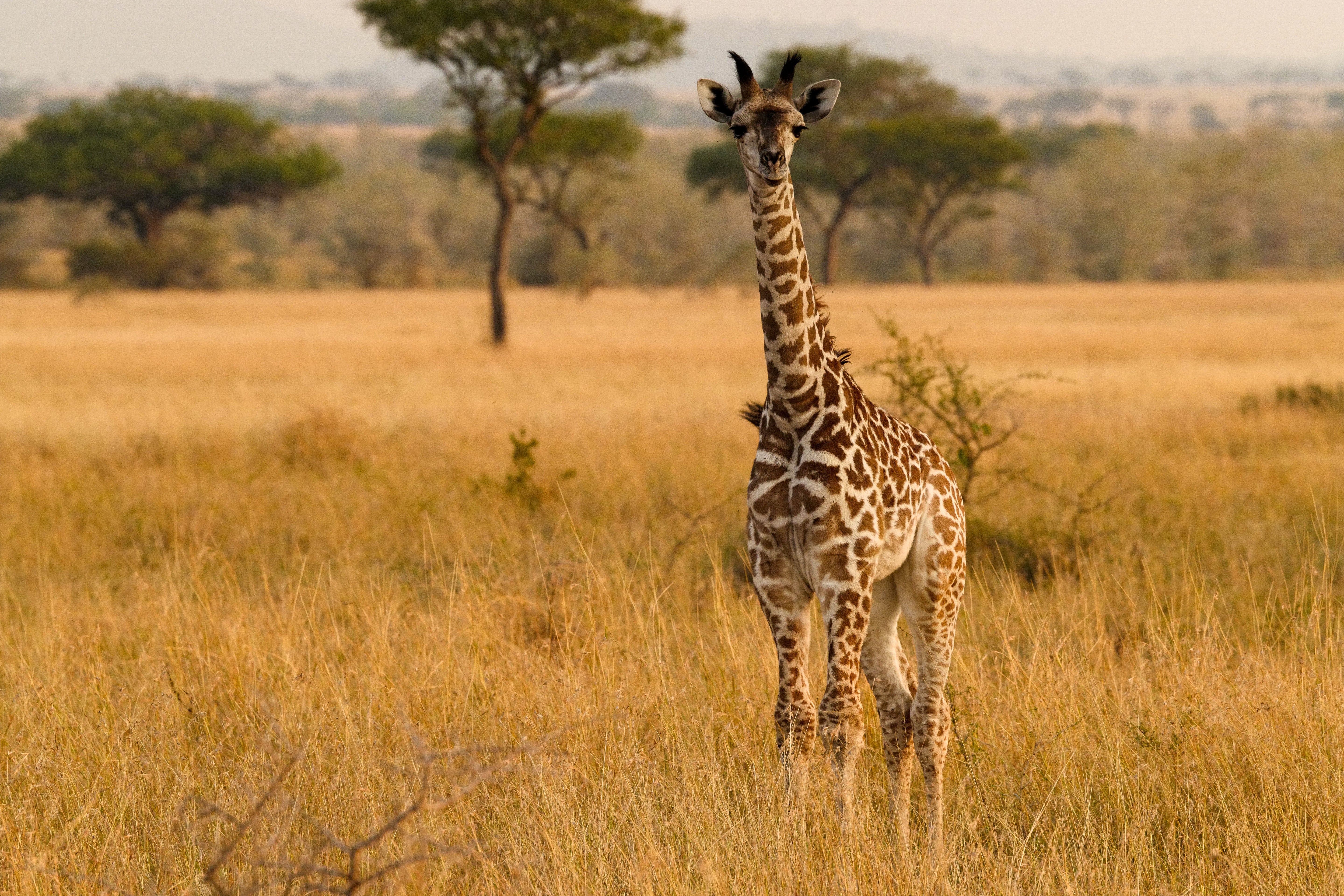 Young Giraffe in Golden Grass - Serengeti Wildlife Photography